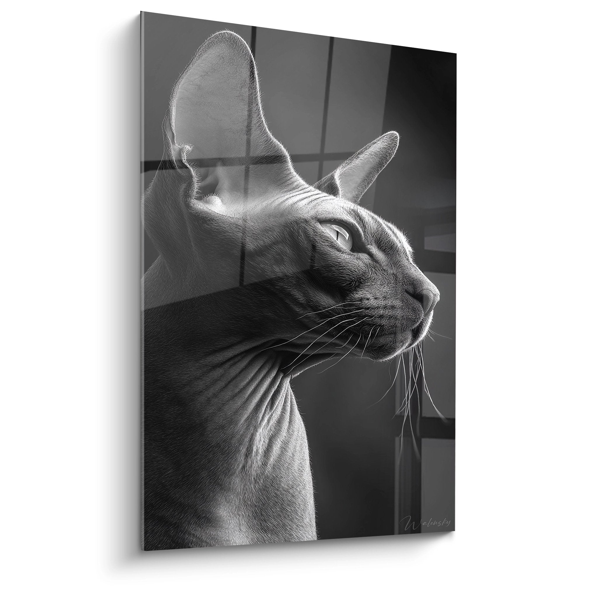 Quadro murale gatto Sphynx di profilo in bianco e nero, sguardo contemplativo verso la finestra, arte decorativa felina