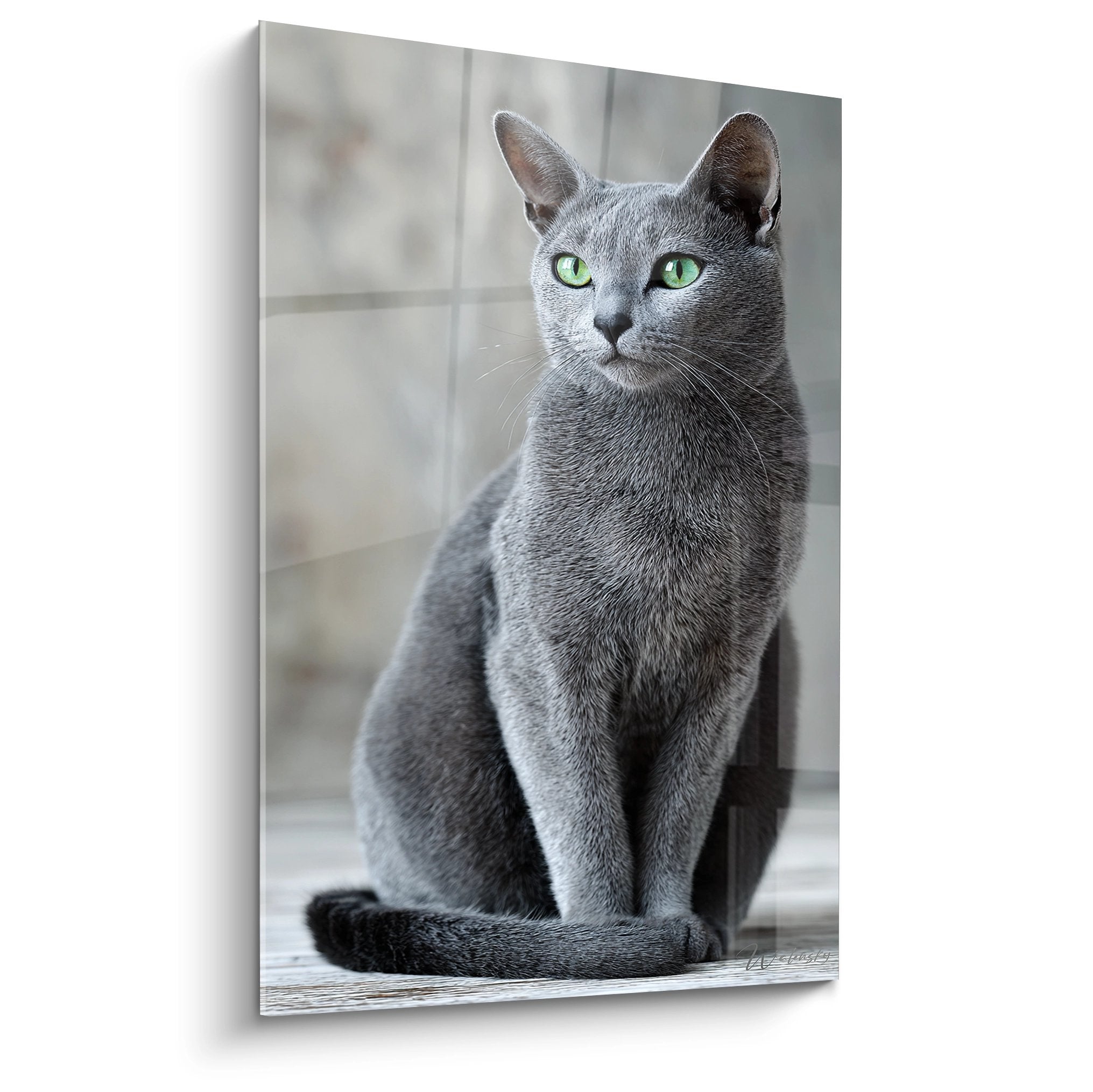 Tableau mural chat Burmilla aux yeux verts émeraude assis, pelage argenté soyeux, fond flou naturel