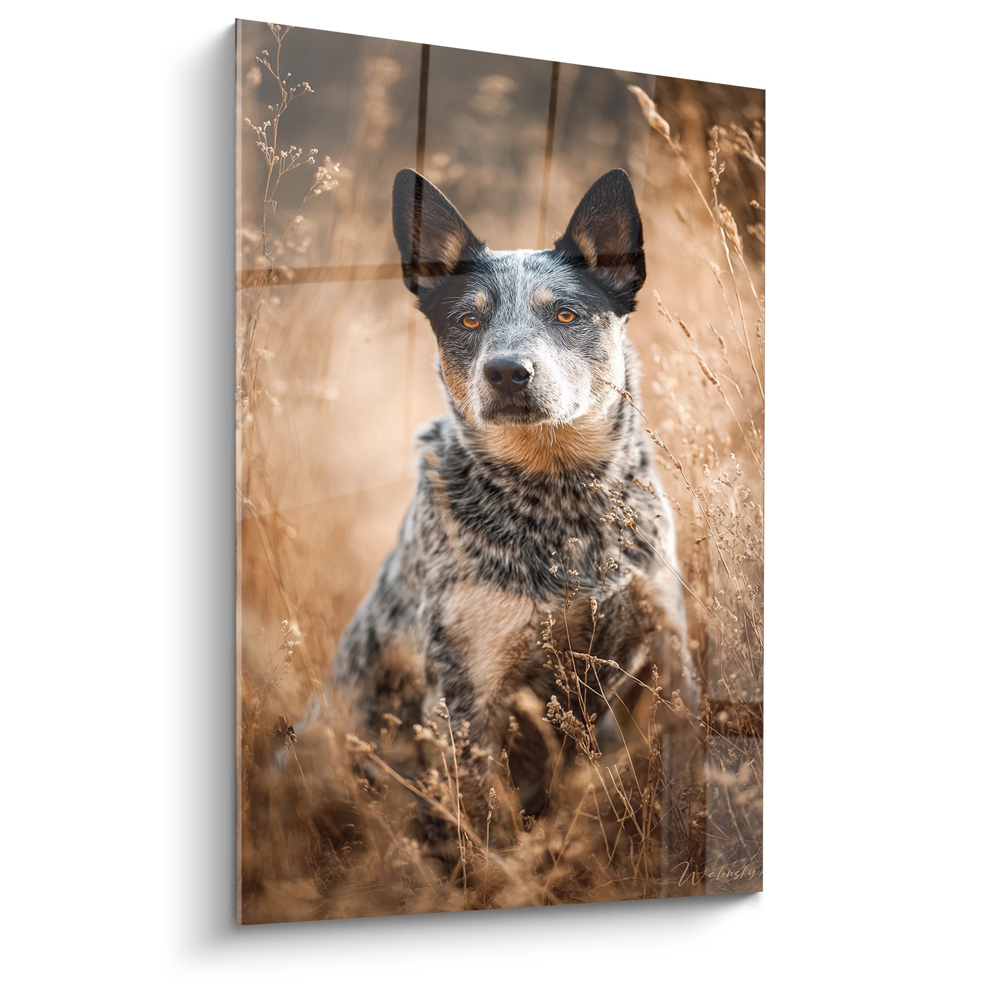 Portrait Australian Cattle Dog pelage mouchete regard ambre herbes dorees lumiere automnale naturelle