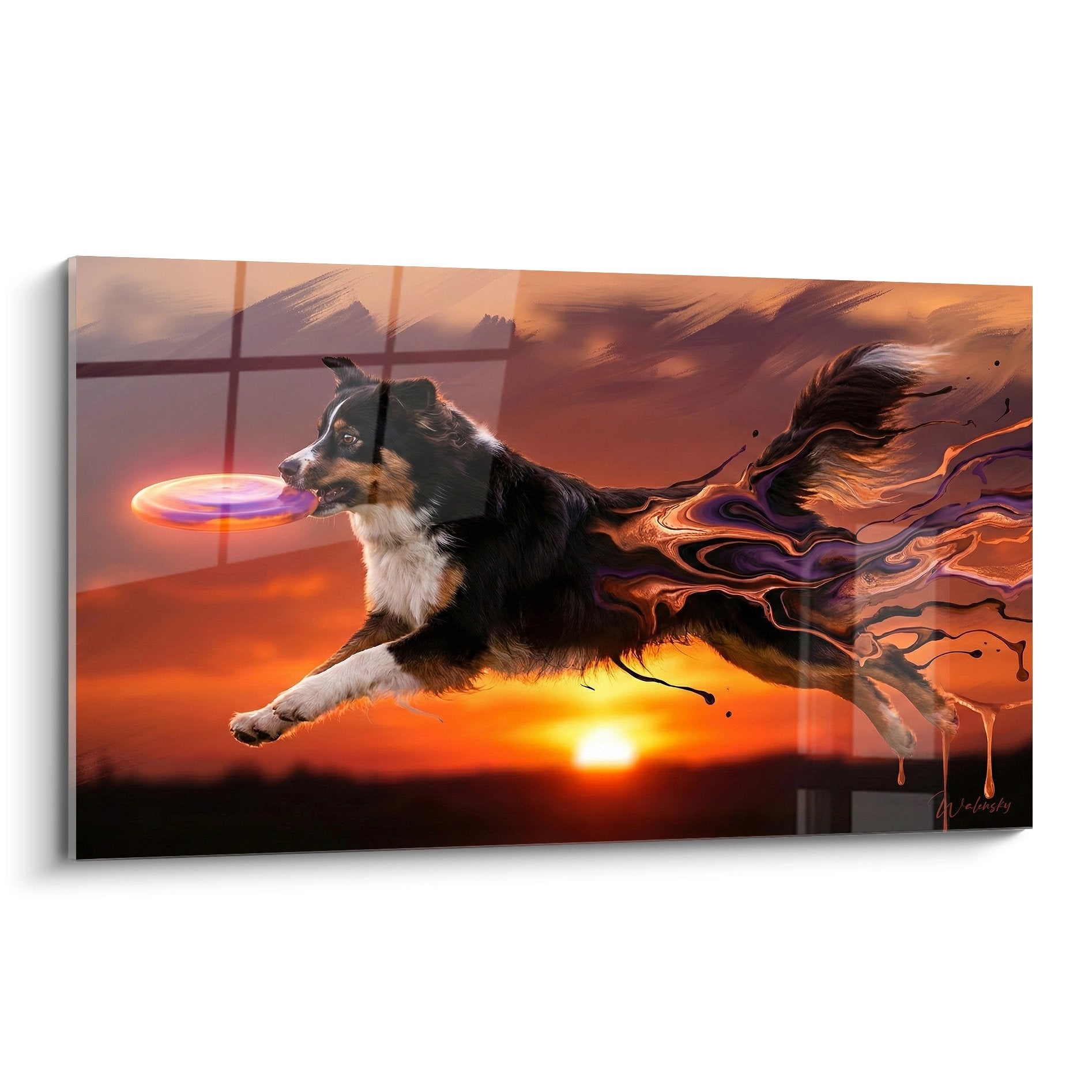 Berger australien tricolore bondissant pour attraper frisbee lumineux sur coucher soleil orange avec effets fluides