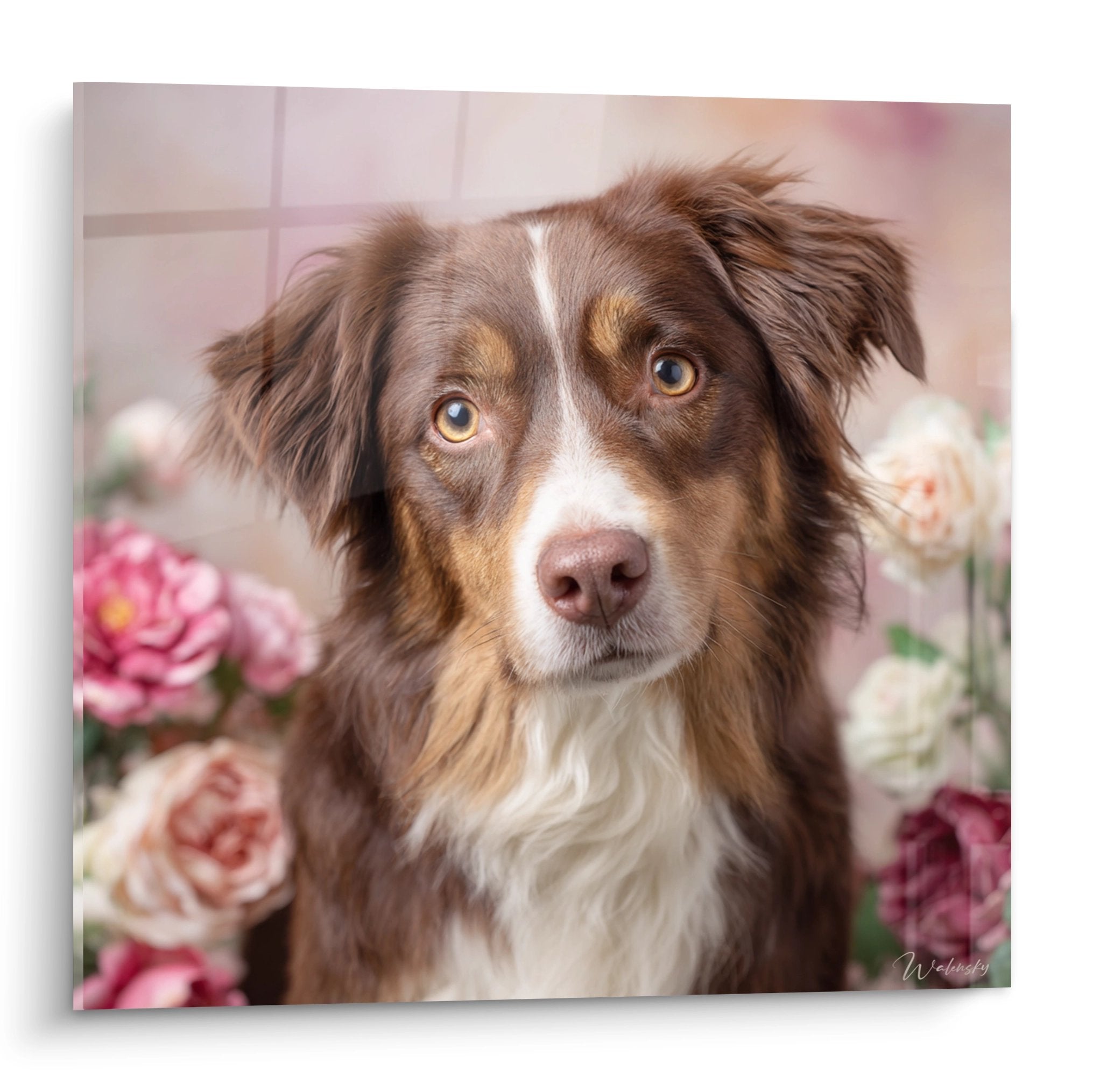 Porträt eines Australian Shepherds mit goldenen Augen, umgeben von rosa Blüten auf gedimmtem Hintergrund