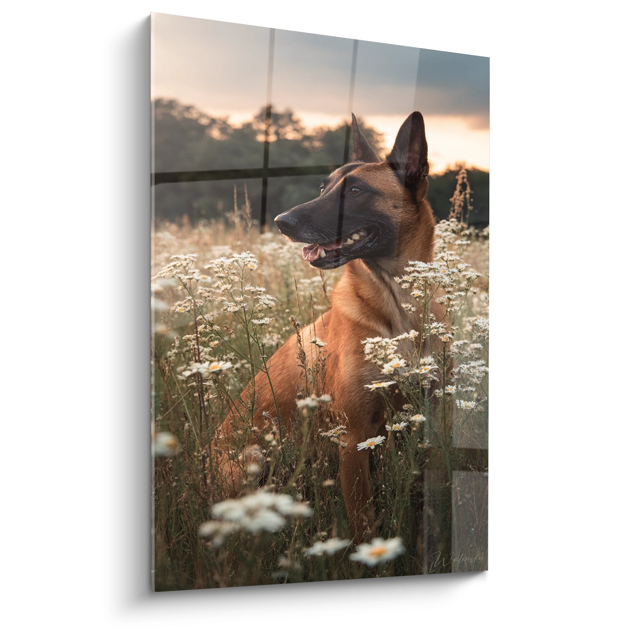 Belgischer Schäferhund Malinois sitzt in der Wiese mit Gänseblümchen, Sonnenuntergang, goldenes Licht, Tierporträt, ländliche Szene