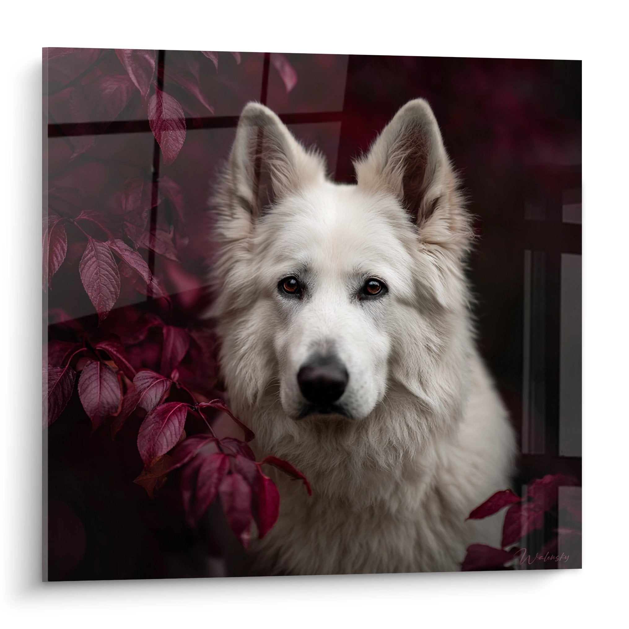 Portrait de Berger Blanc Suisse aux yeux bruns encadré de feuillages pourpres sur tableau mural décoratif