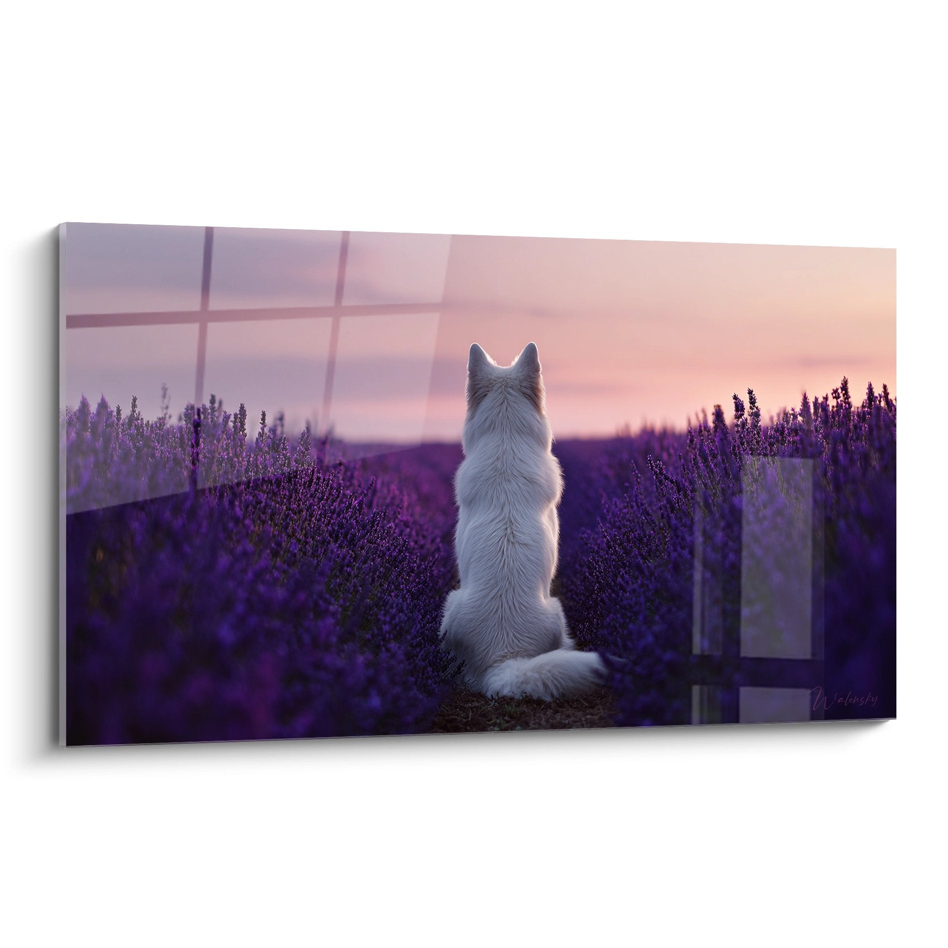 Berger Blanc Suisse assis dans champ lavande violet coucher soleil tons roses oranges ambiance romantique provençale