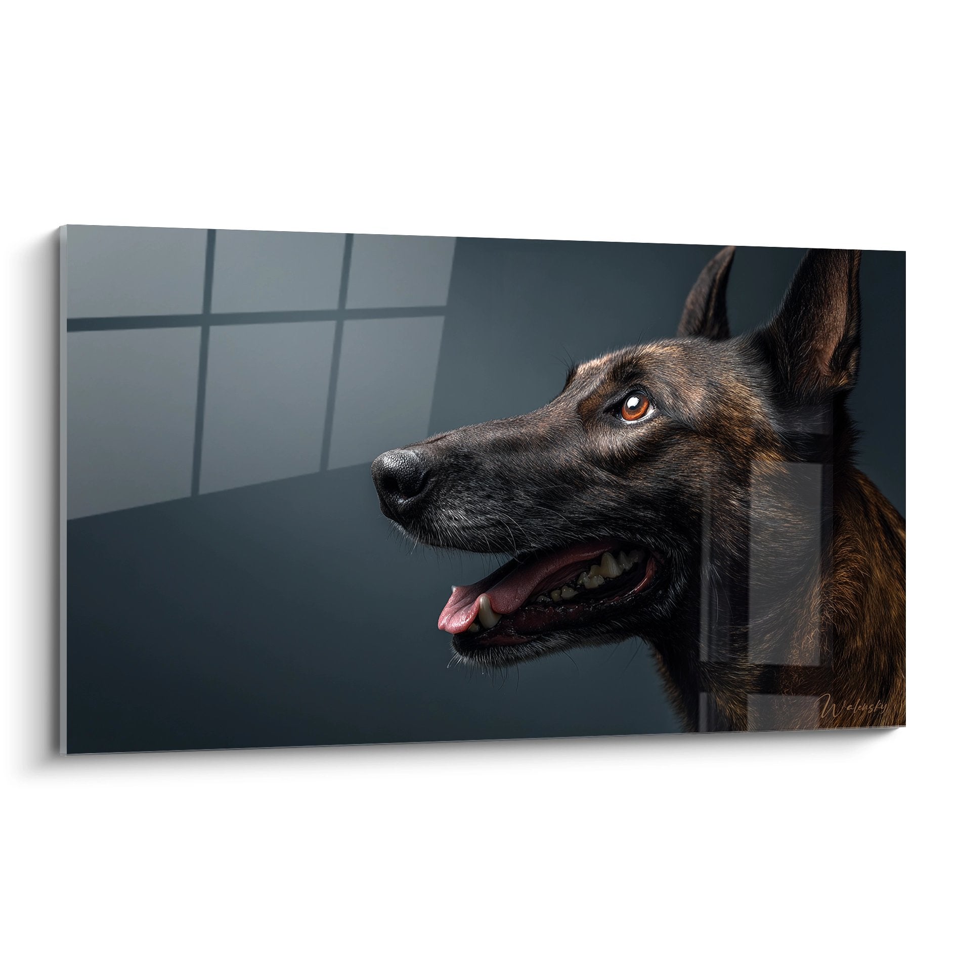 Portrait profil Berger Hollandais regard ambre intense sur fond gris tableau mural art animalier