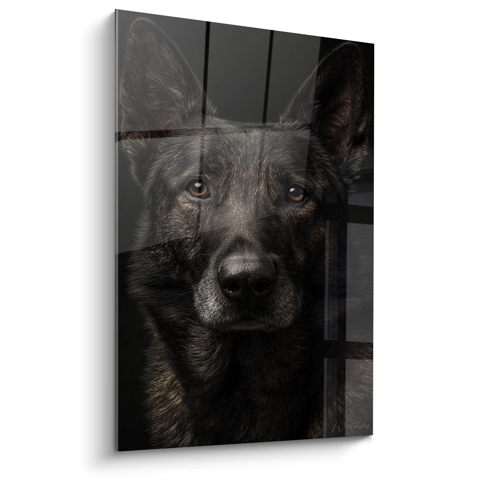 Portrait rapproché de Berger Hollandais aux yeux ambrés sur fond sombre, regard intense et expressif