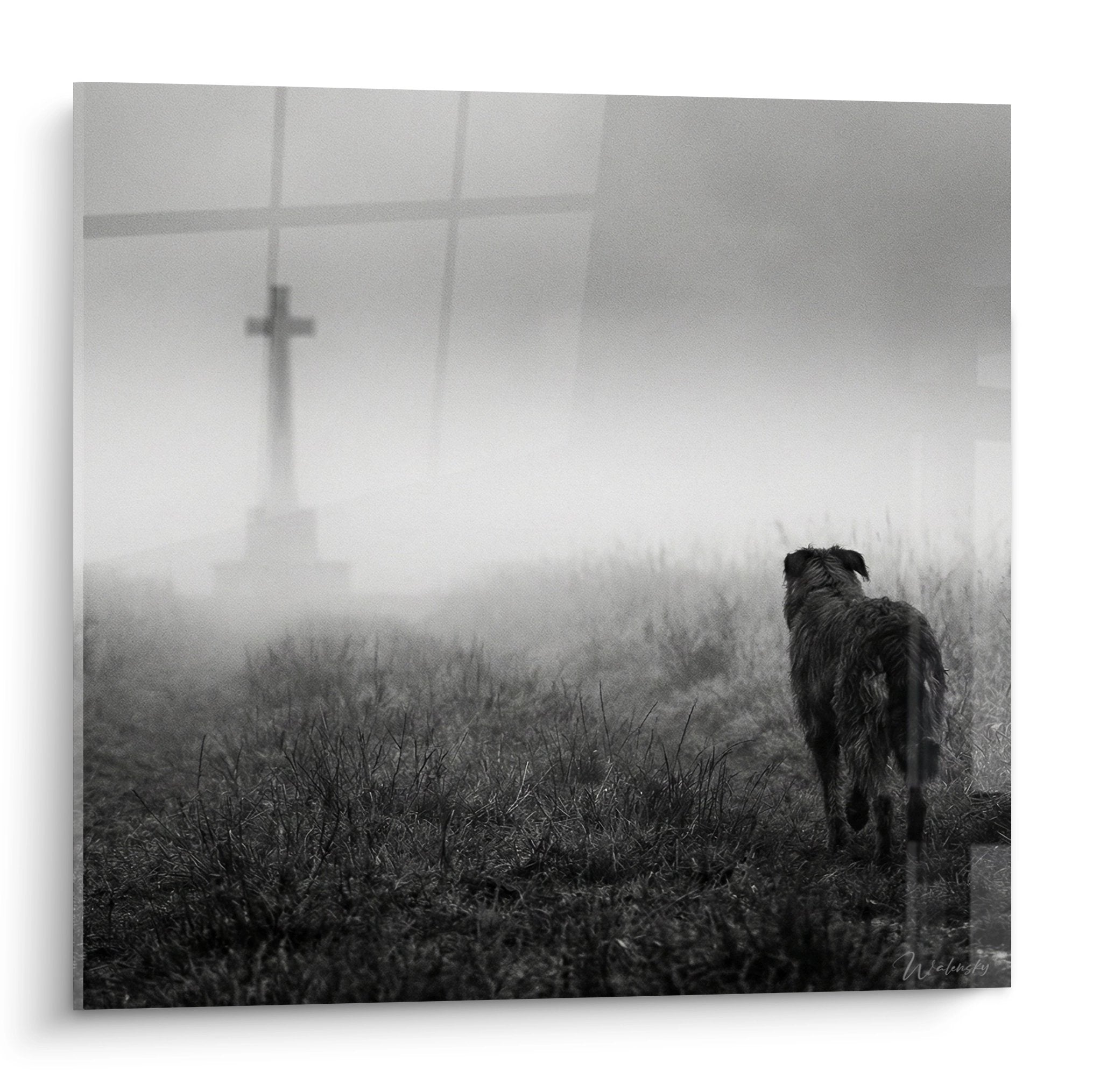 Berger Picard contemplant une croix dans la brume matinale, photographie noir et blanc mélancolique