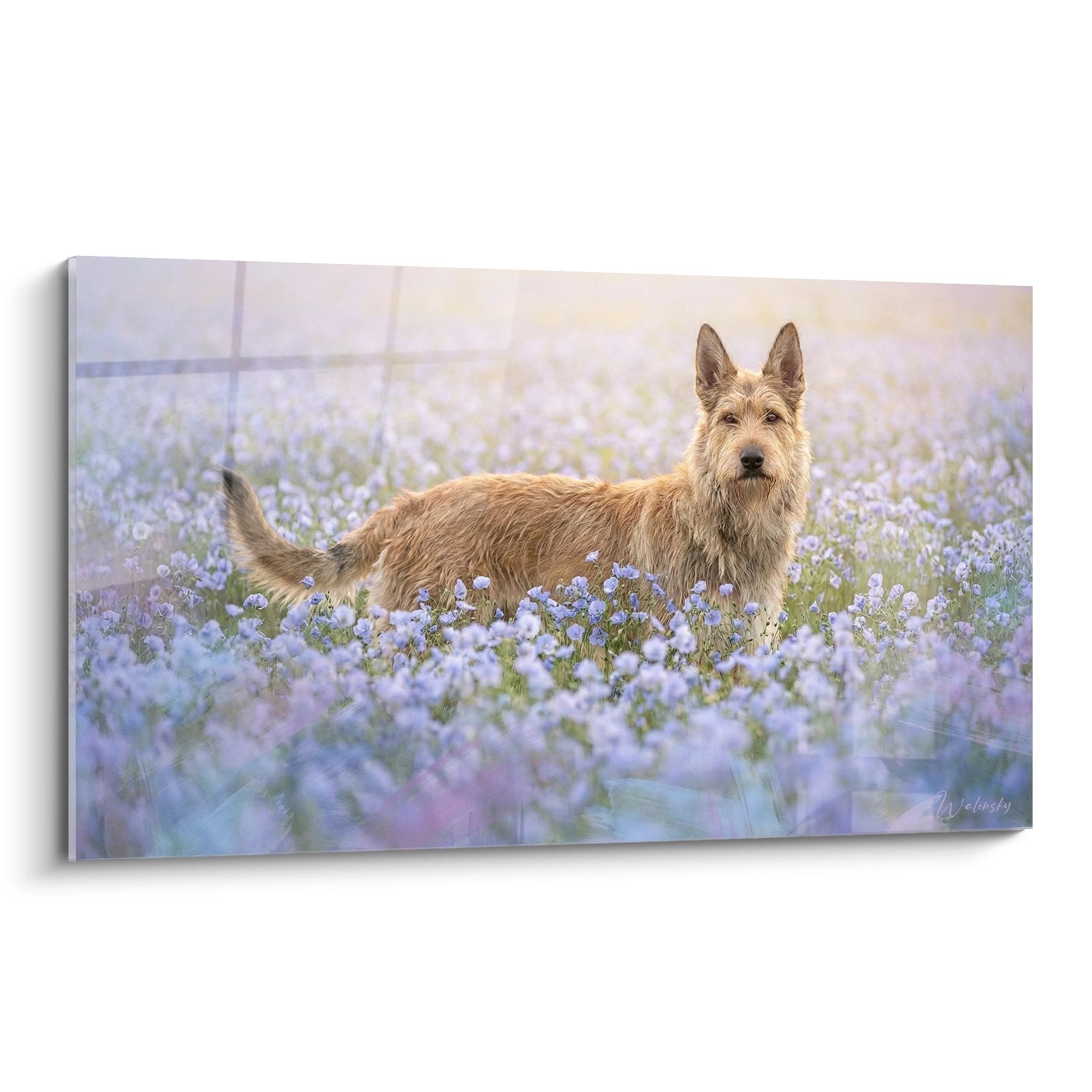 Berger Picard fauve allongé dans champ de fleurs violettes avec lumière dorée tableau mural