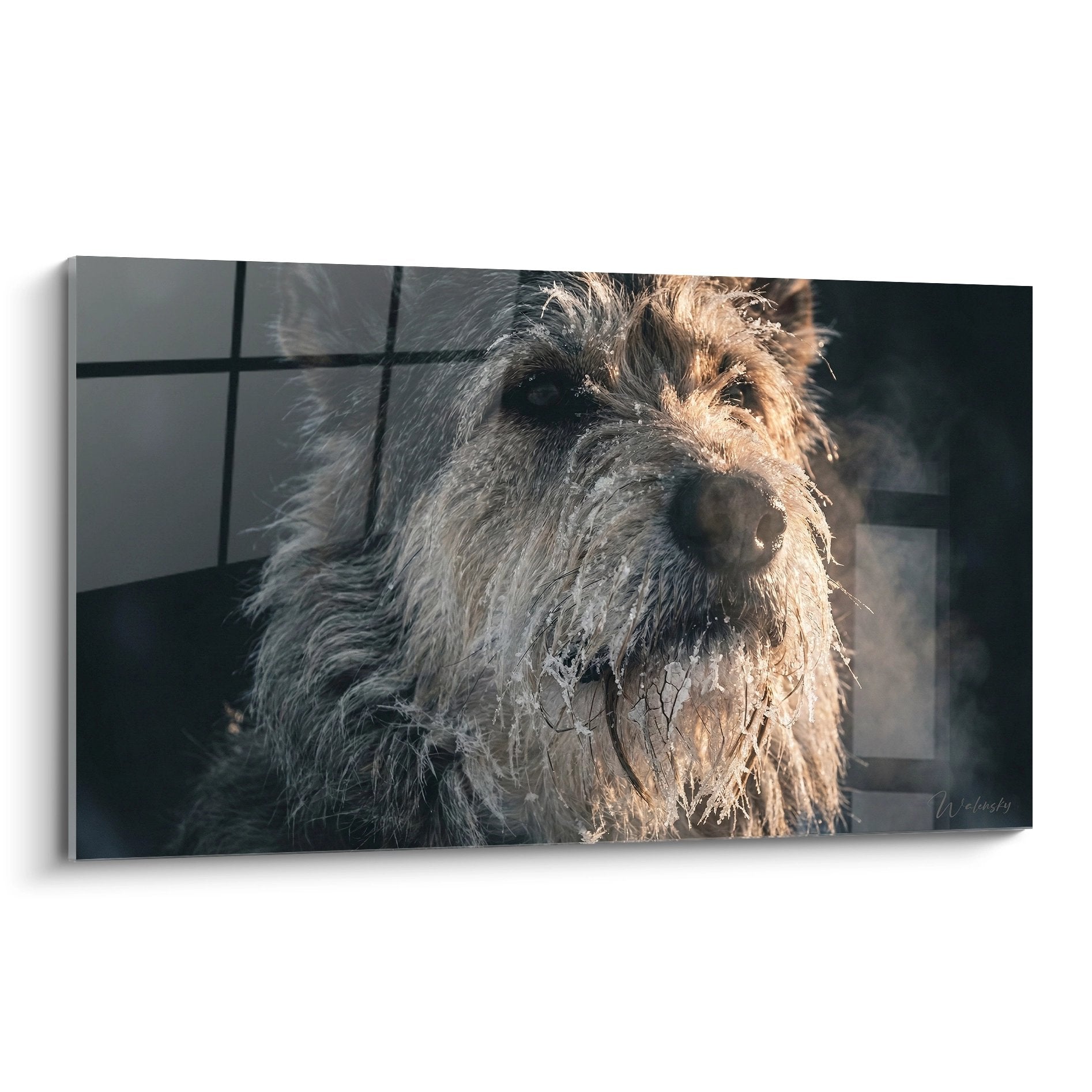 Portrait rapproché Berger Picard pelage gris regard intense chien de berger français authentique