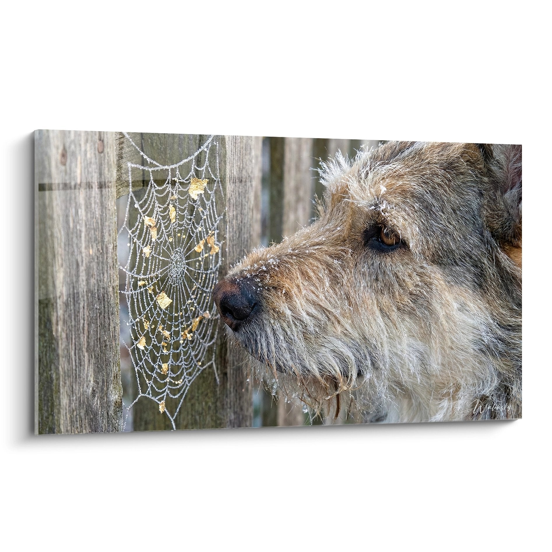 Berger Picard observant une toile d'araignee ornee de gouttelettes de rosee sur bois vieilli