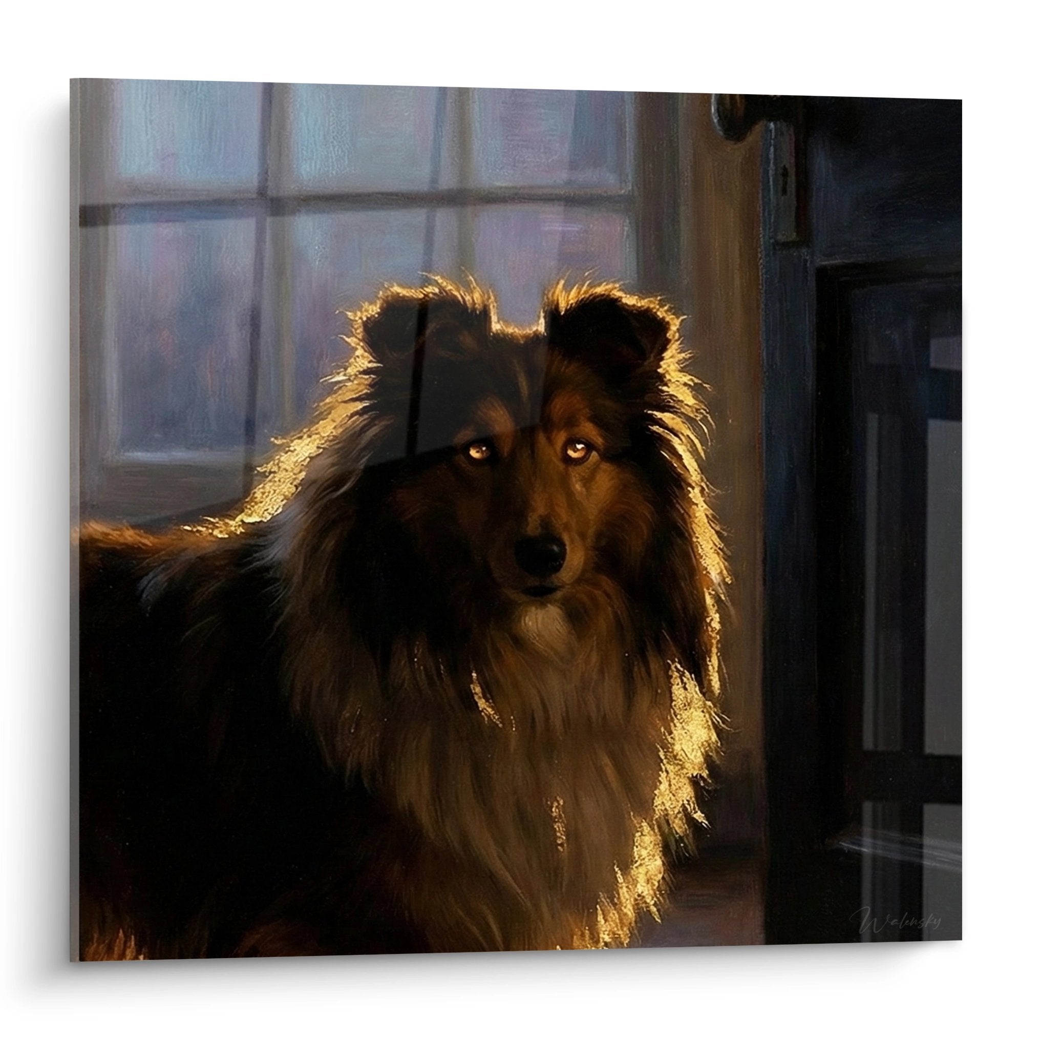 Portrait artistique Berger des Shetland aux reflets dores lumiere couchant regard expressif pelage soyeux