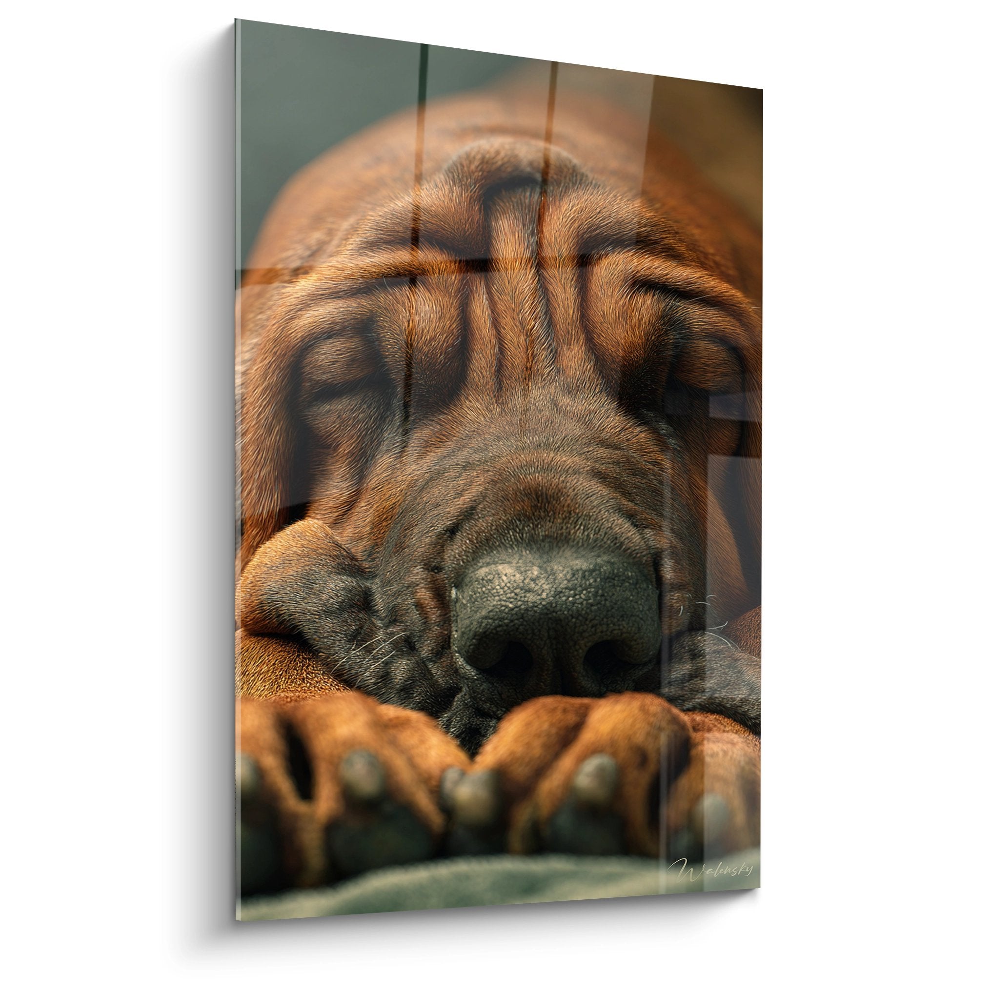 Portrait Bloodhound endormi tons cuivrés bronze museau noir pattes repliées tableau mural décoratif