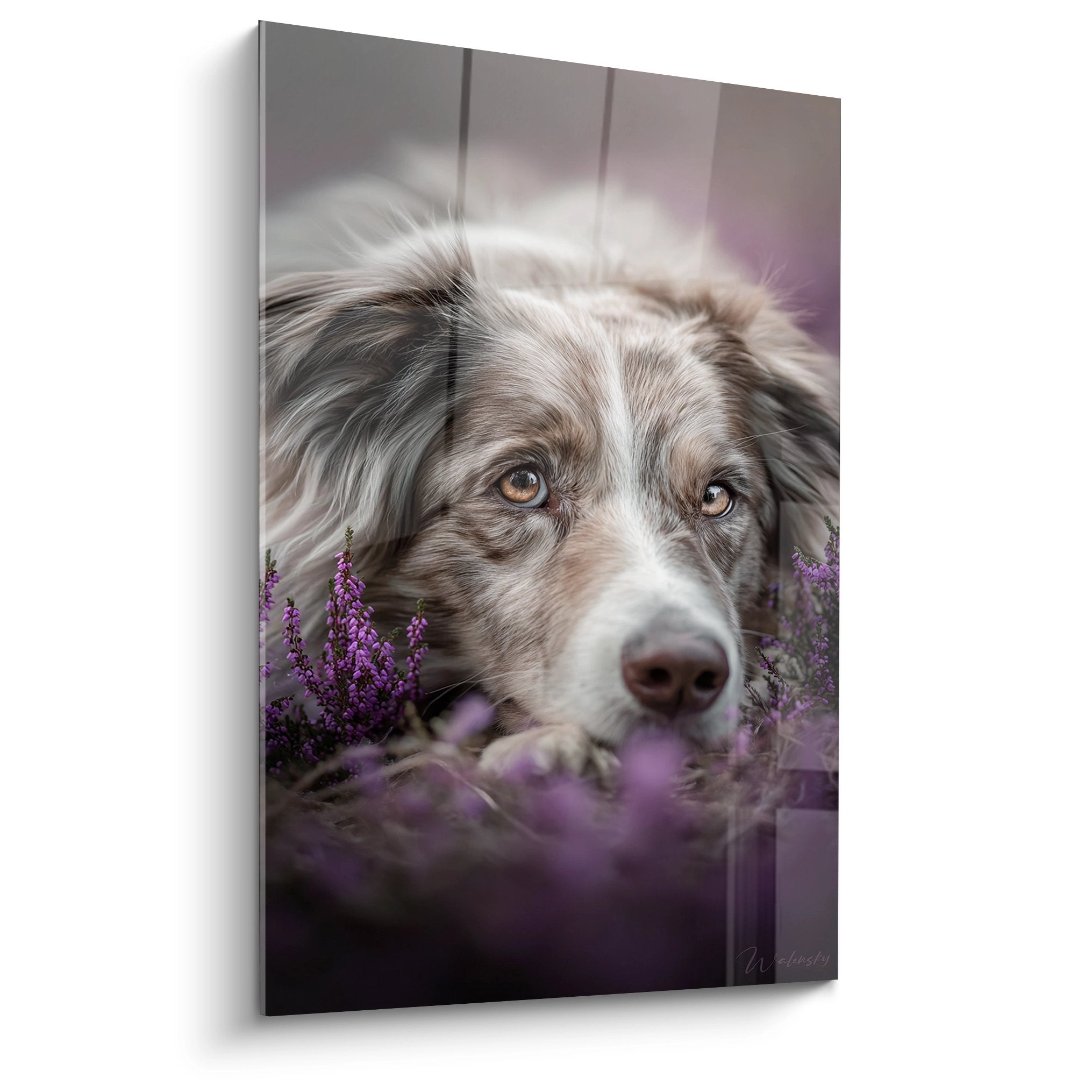Border Collie aux yeux dorés niché dans bruyères violettes, portrait canin contemplatif et poétique