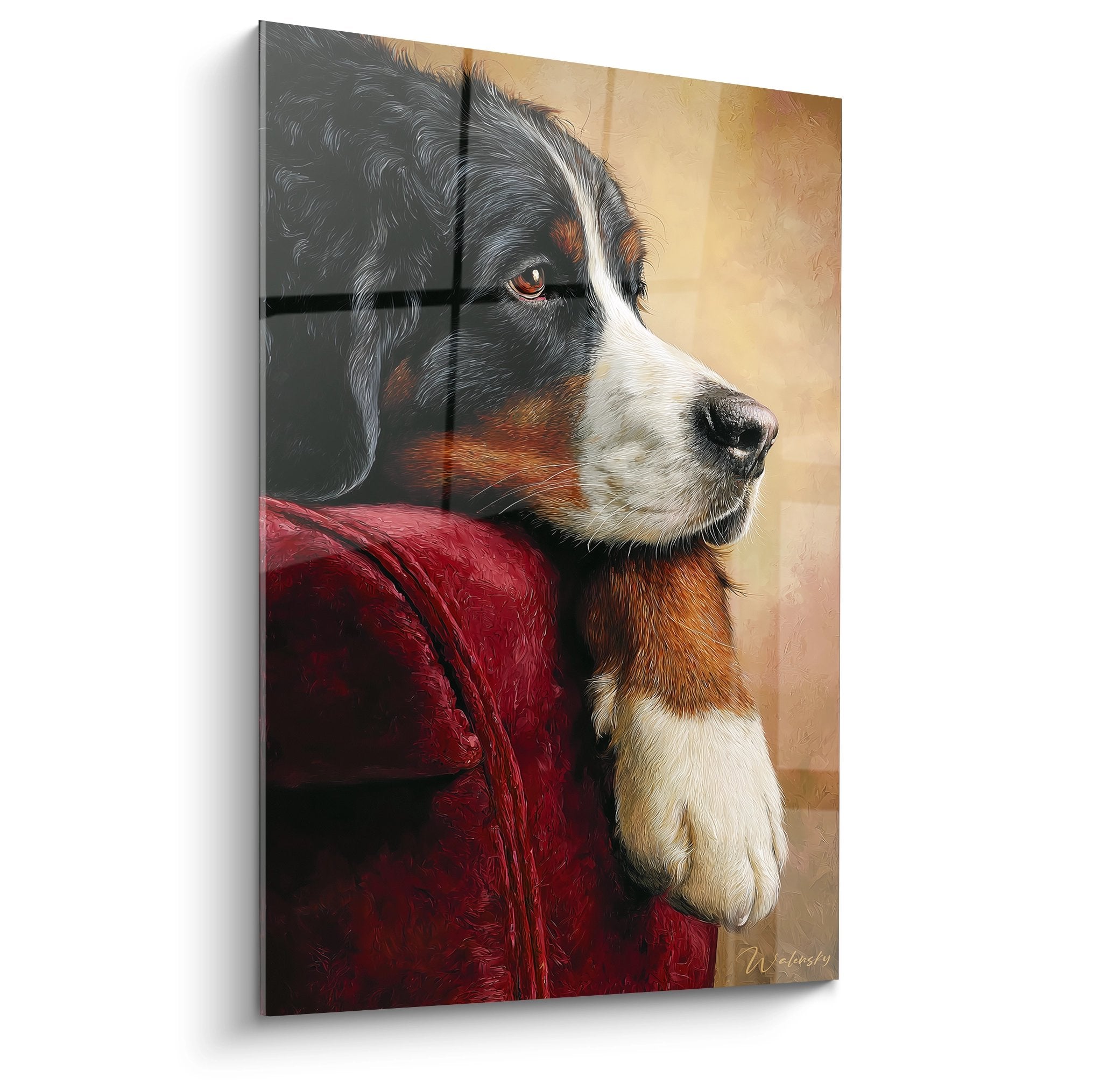Artistic portrait of a Bernese Mountain Dog with a contemplative gaze wearing a burgundy red jacket against a warm golden background