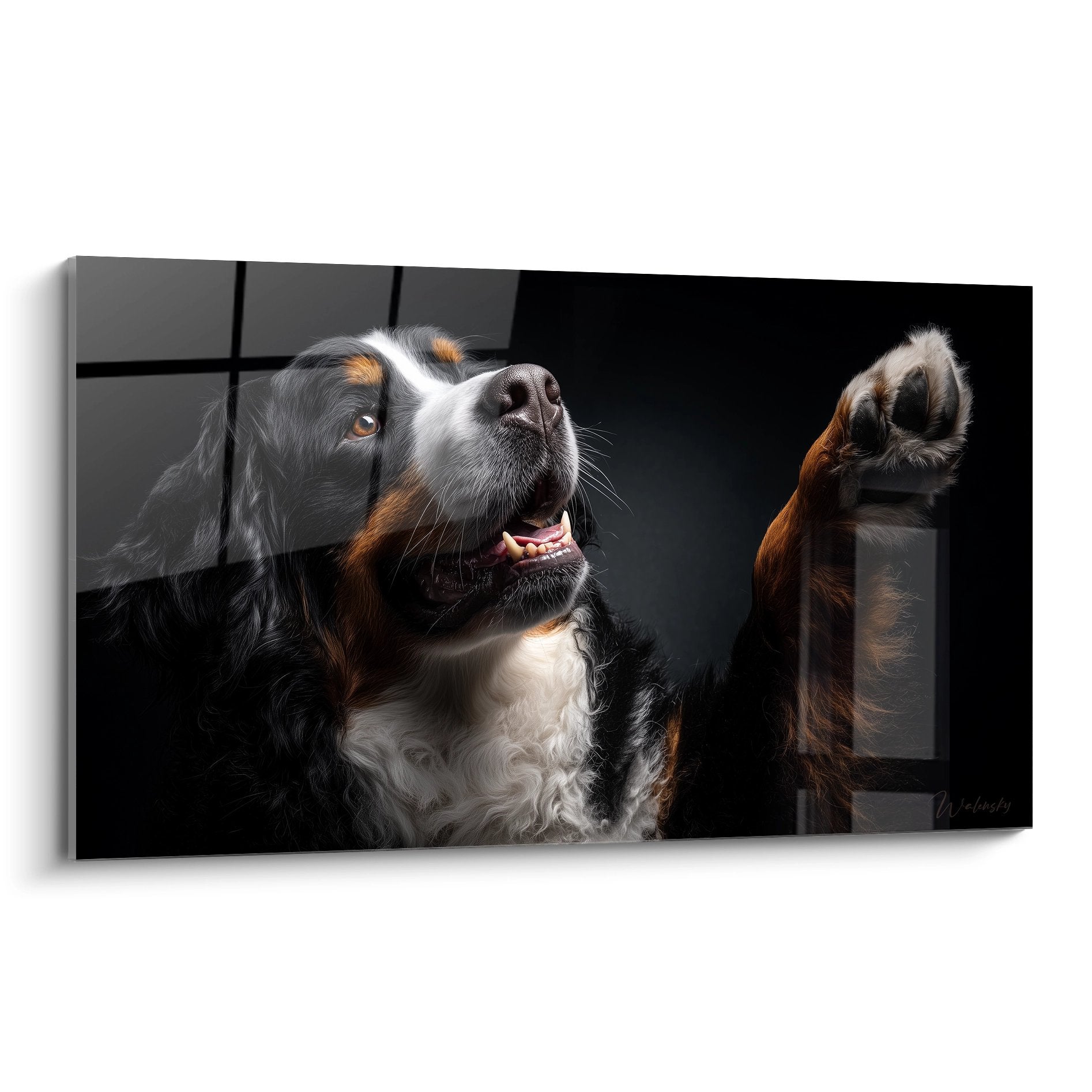 Bernese Mountain Dog raised paw joyful expression black background tricolor artistic portrait