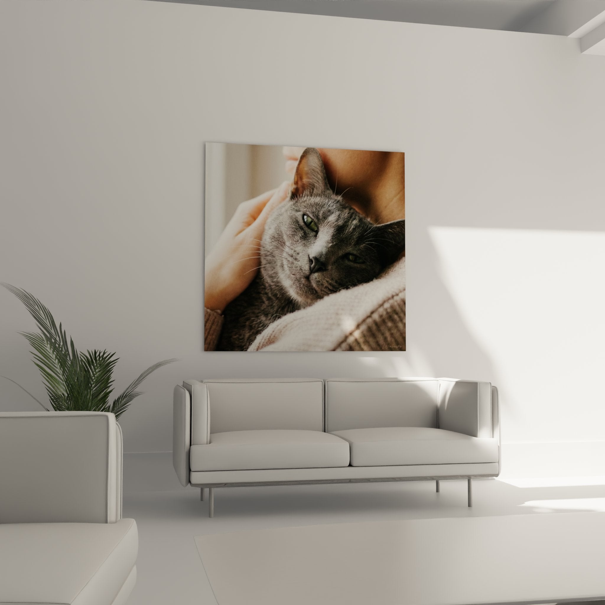 Gros plan chat Korat pelage argenté yeux verts perçants expression sereine tableau décoratif détaillé