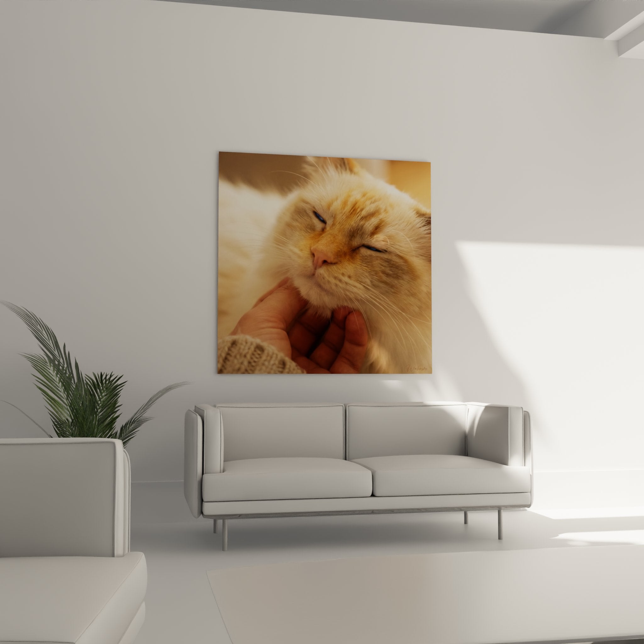 Primo piano su gatto Ragdoll con occhi blu socchiusi, mantello crema e rosso, espressione di totale beatitudine