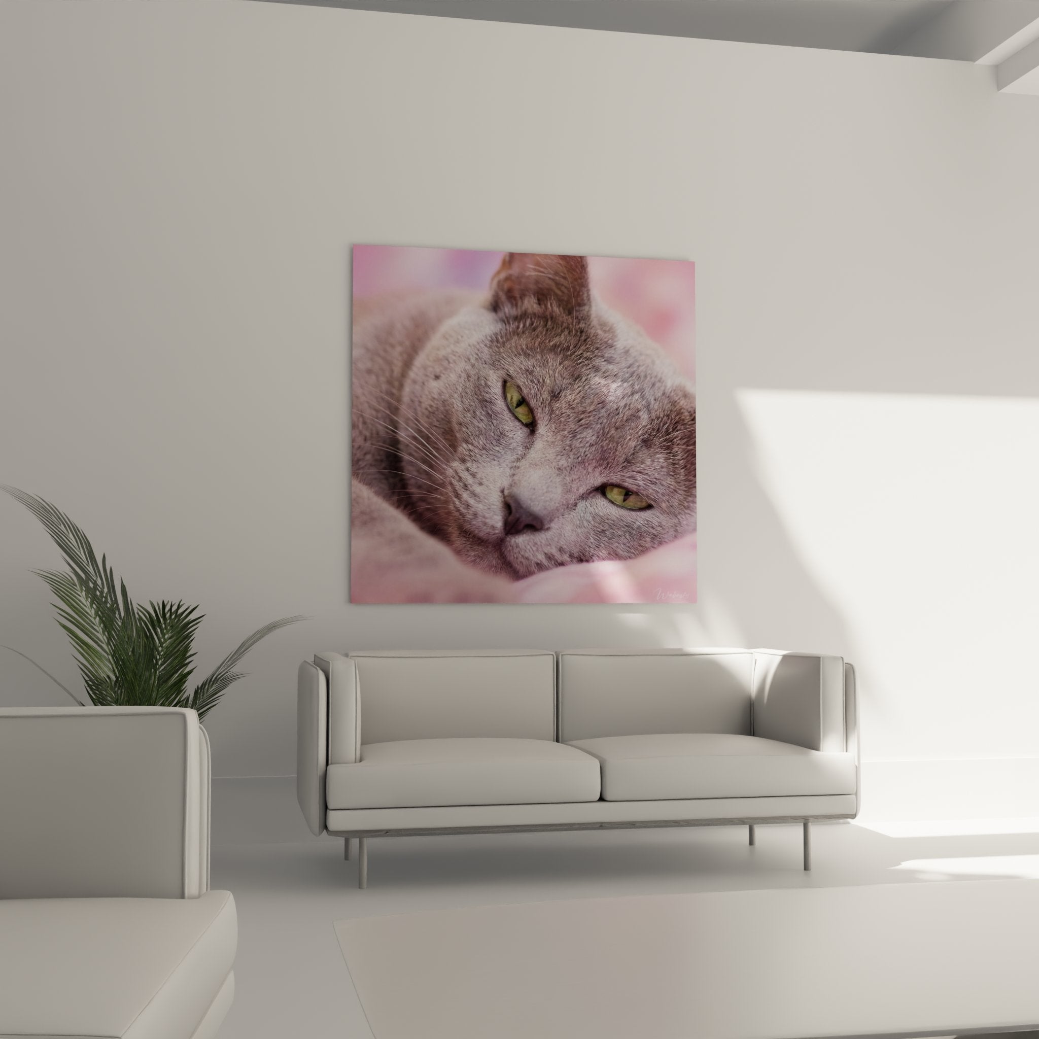 Détail gros plan chat Korat aux yeux verts émeraude, pelage gris soyeux sur fond rose tendre artistique