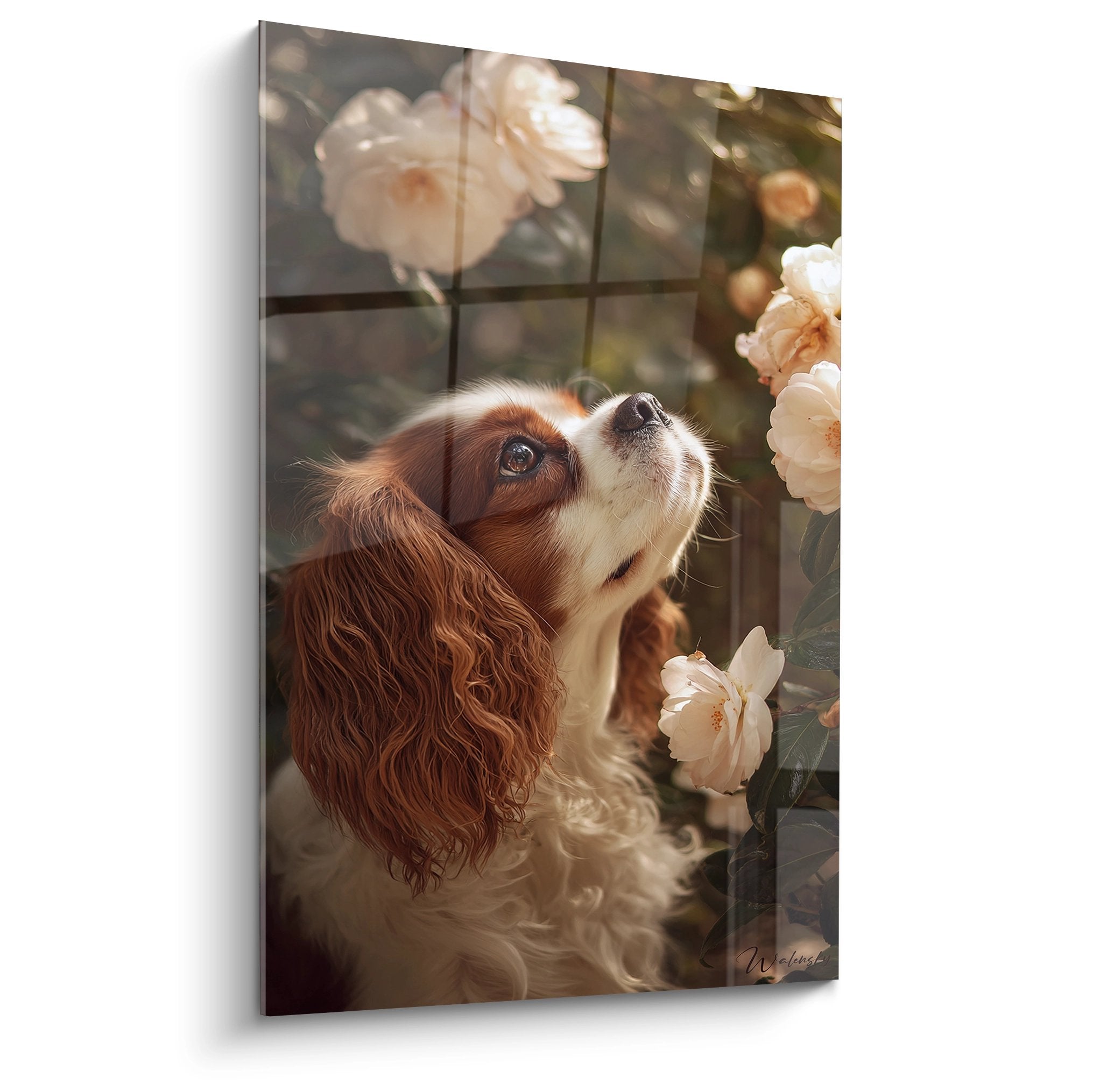 tableau cavalier king charles roux et blanc regardant vers le ciel entoure de pivoines roses dans lumiere doree