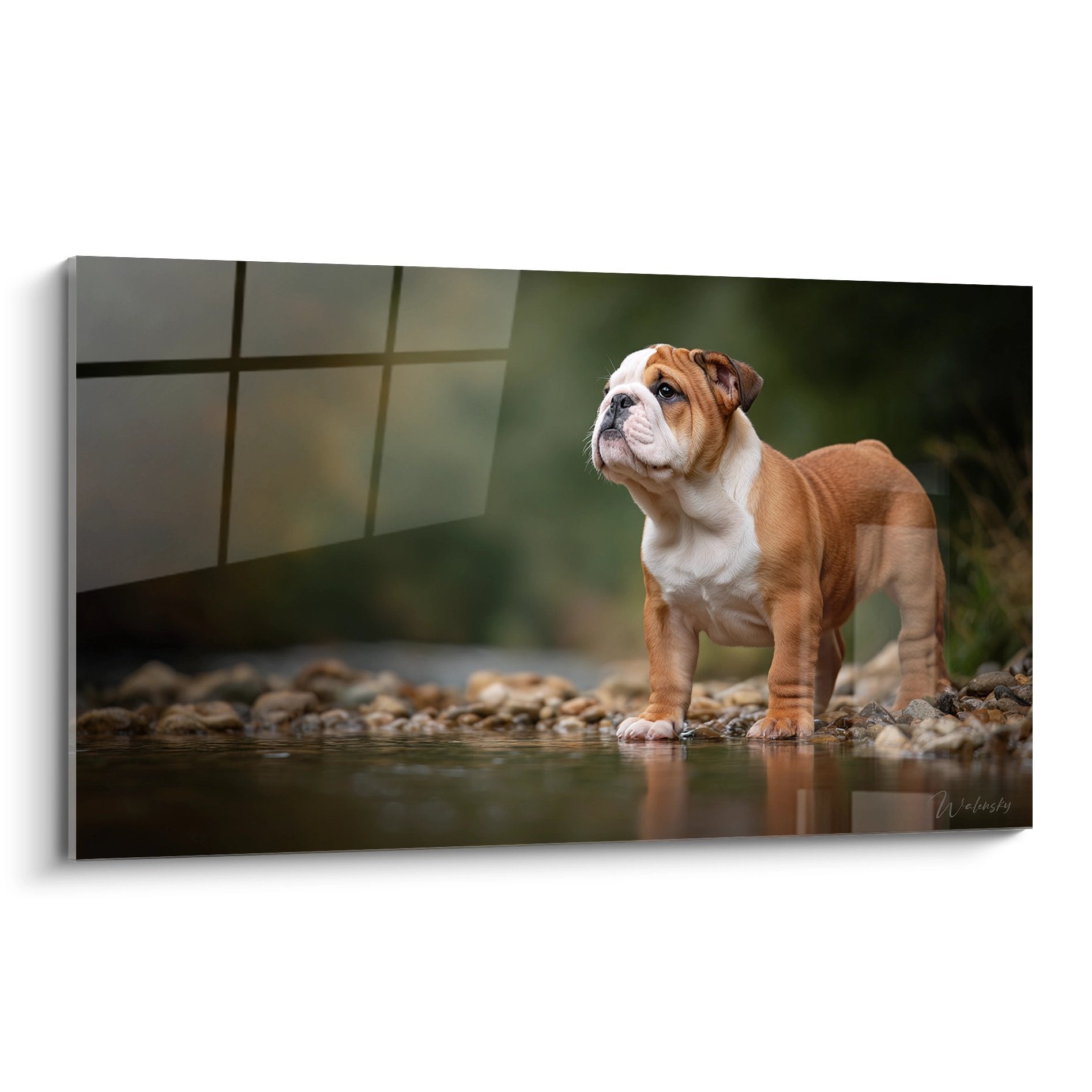 Chiot bouledogue anglais au bord de l'eau sur galets avec reflets dorés ambiance naturelle apaisante