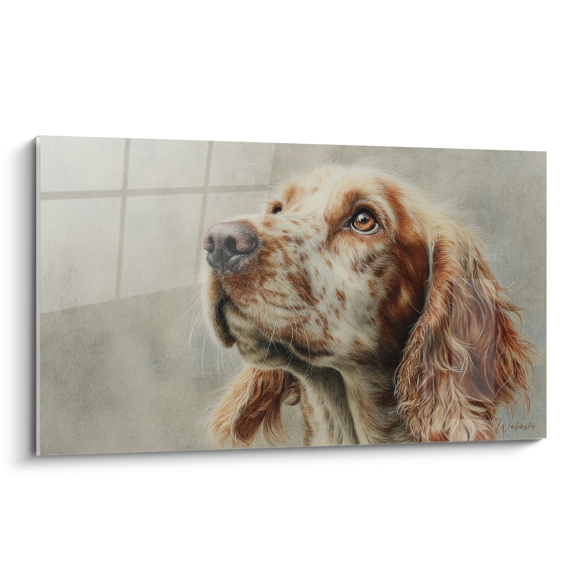 Portrait de Cocker Americain au pelage roux et crème regardant vers le haut avec expression contemplative