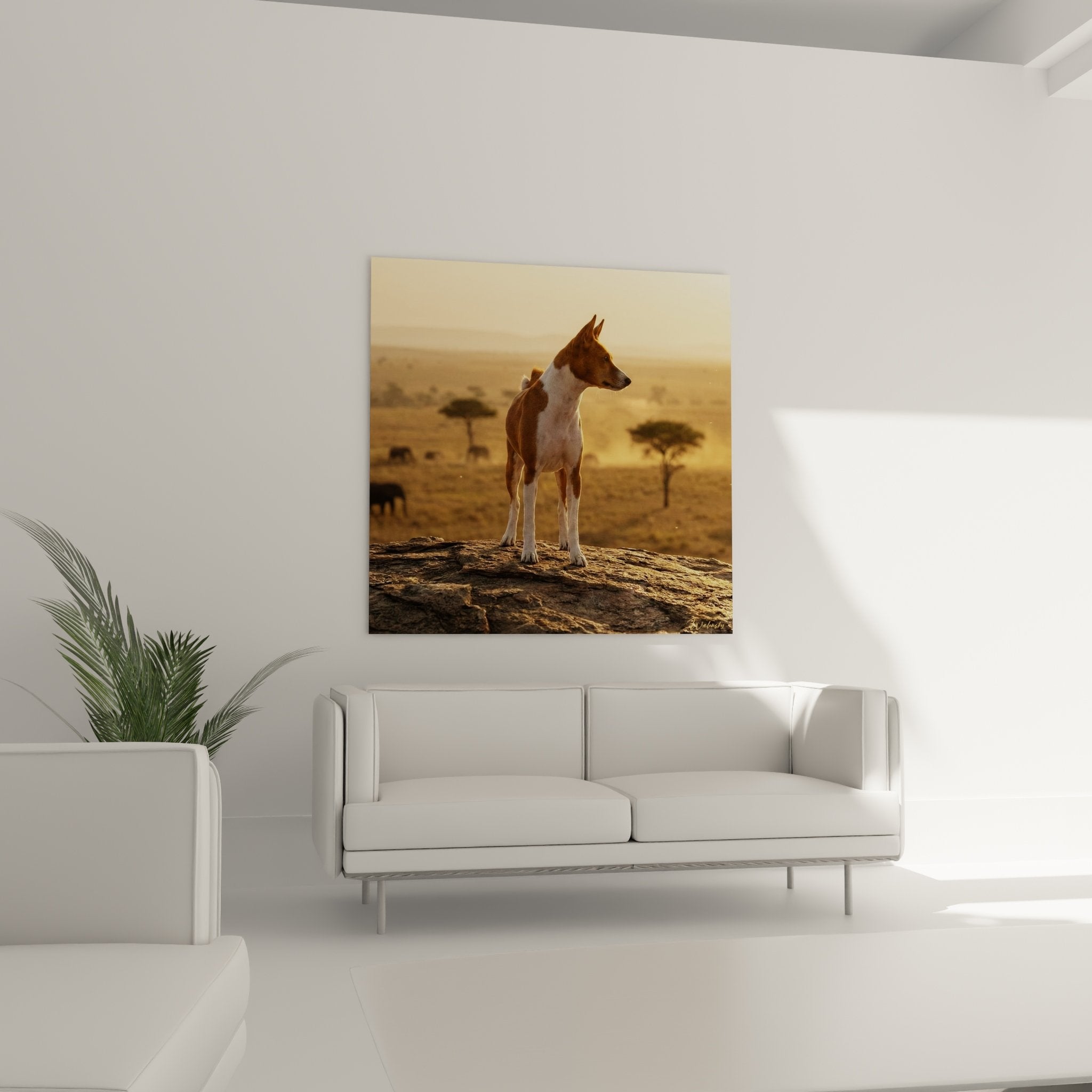 Detail pelage Basenji eclaire lumiere doree coucher soleil reflets cuivres chien majestueux