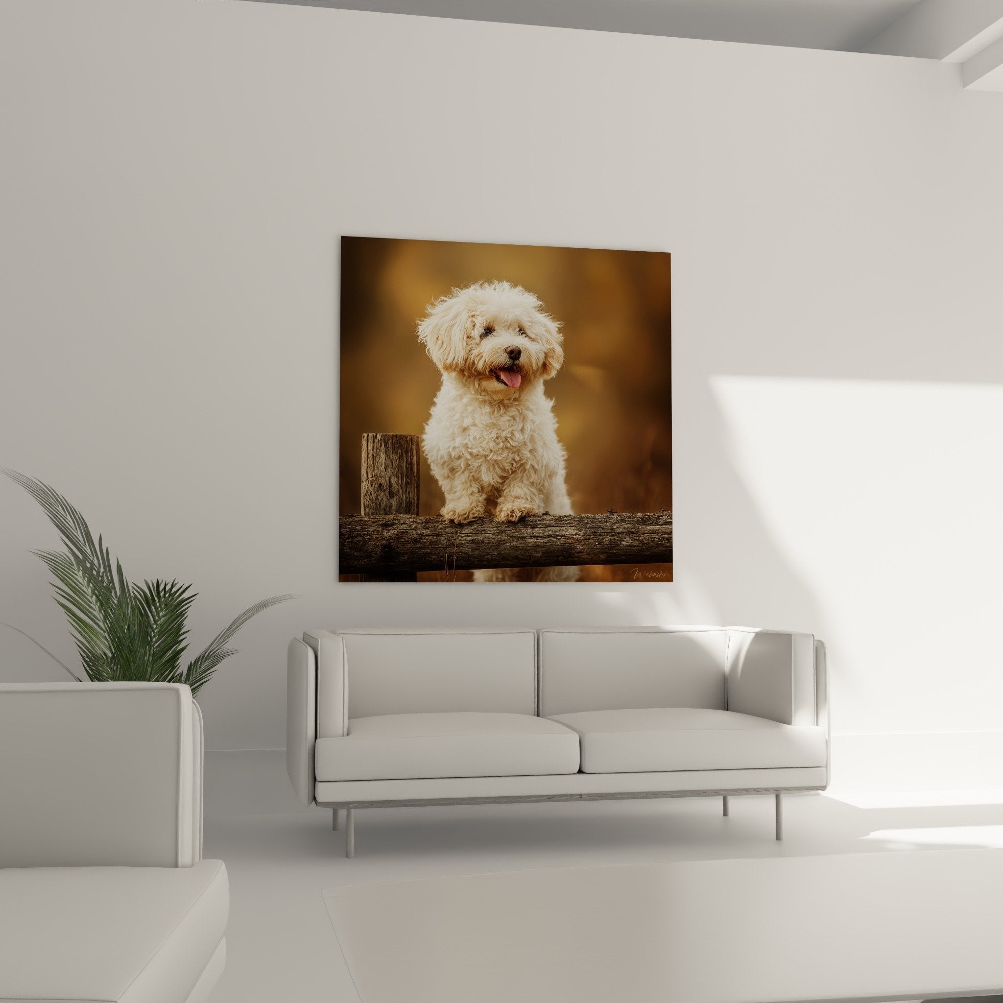 Detail tableau Bichon Havanais pelage boucle creme texture poutre bois patine rustique