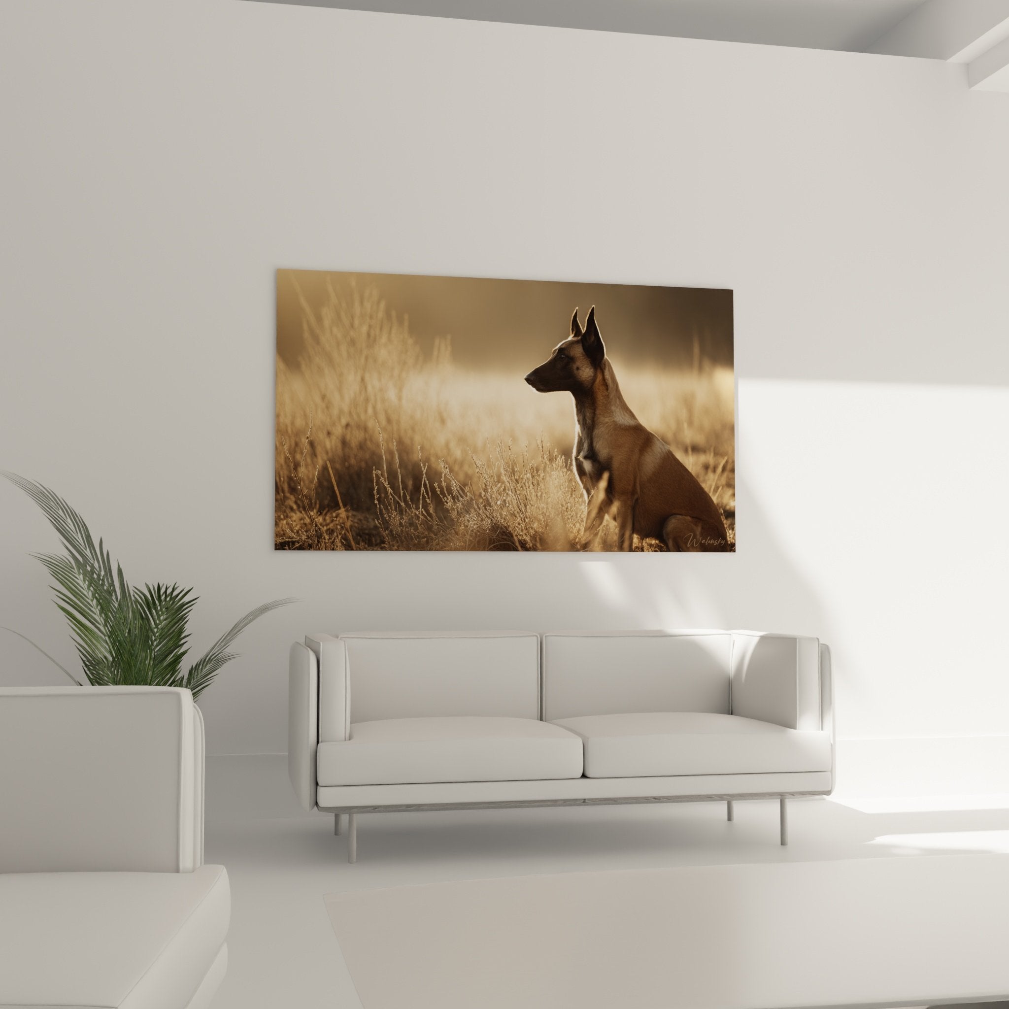 Détail du pelage fauve du Berger Belge Malinois baigné par la lumière dorée du coucher de soleil
