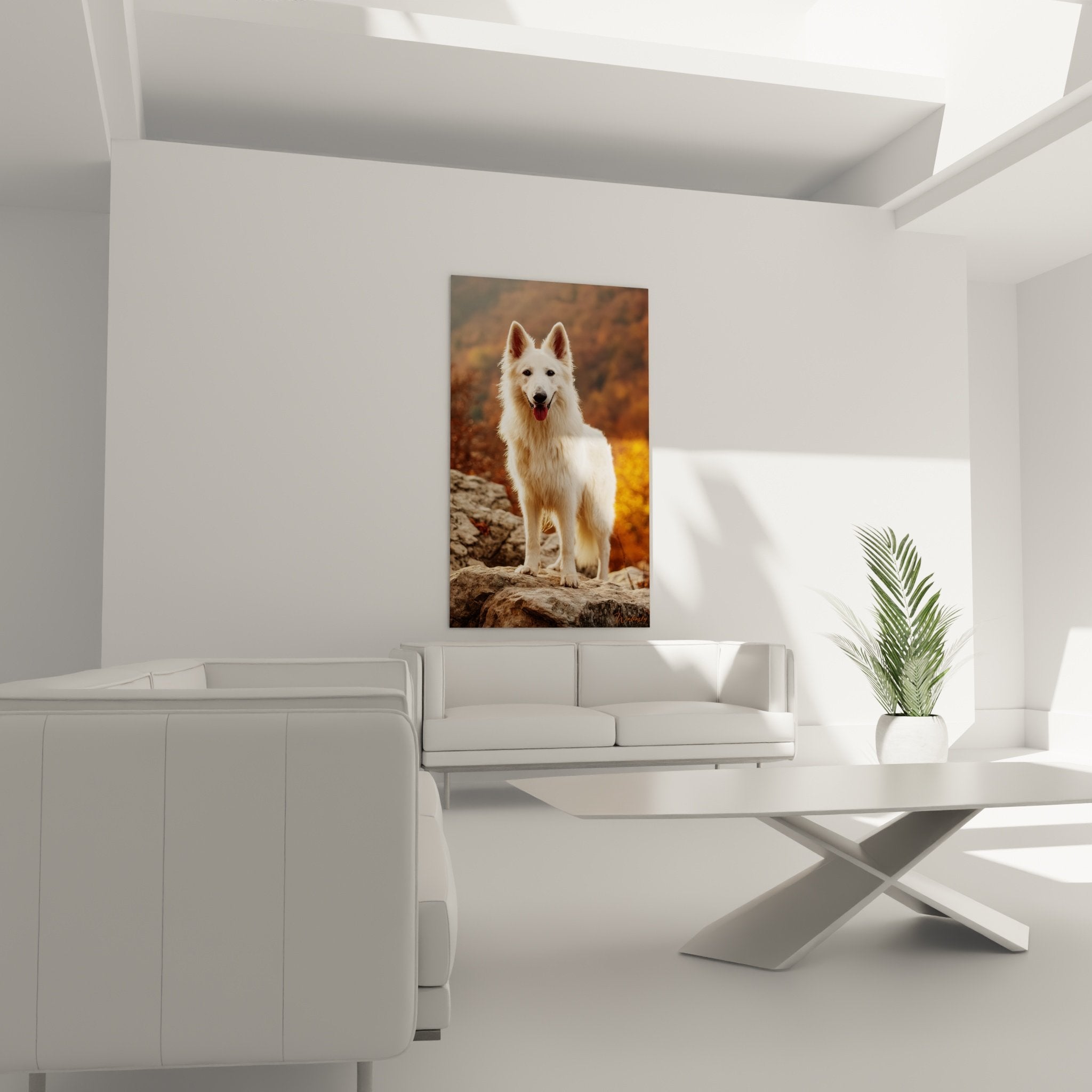 Détail pelage soyeux Berger Blanc Suisse, texture réaliste, reflets dorés lumière chaude