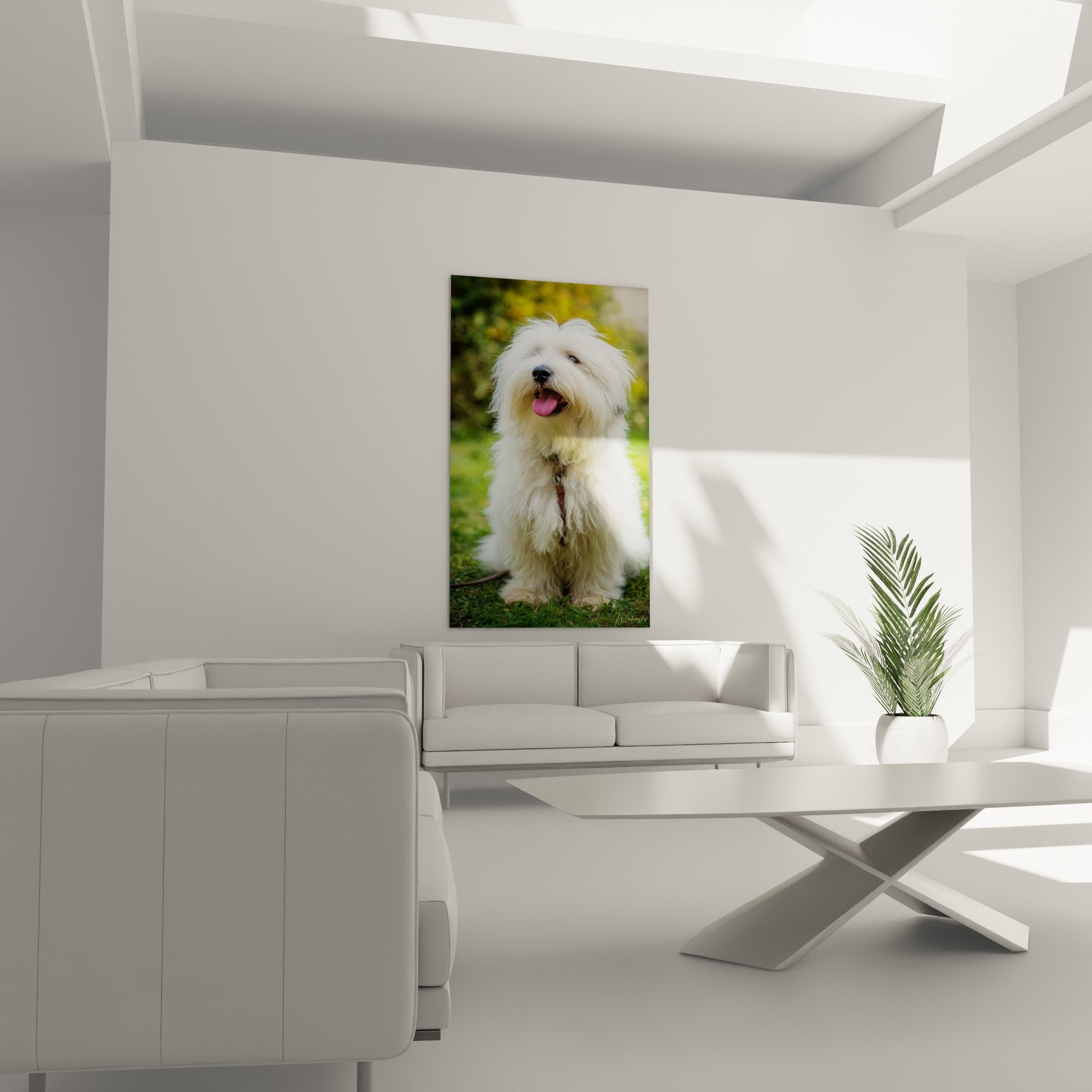 Nahaufnahme seidiges weißes Fell Coton de Tulear braunes Halsband schwarze Nase Detailtextur Haare
