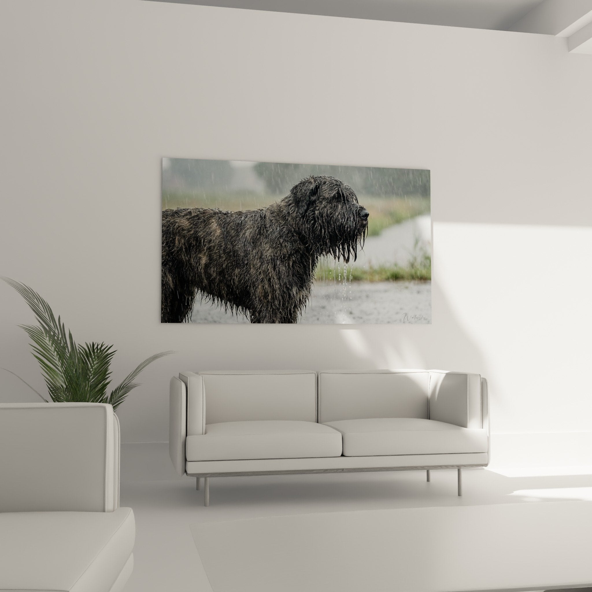 Gros plan sur pelage mouillé de Bouvier des Flandres, texture réaliste sous la pluie