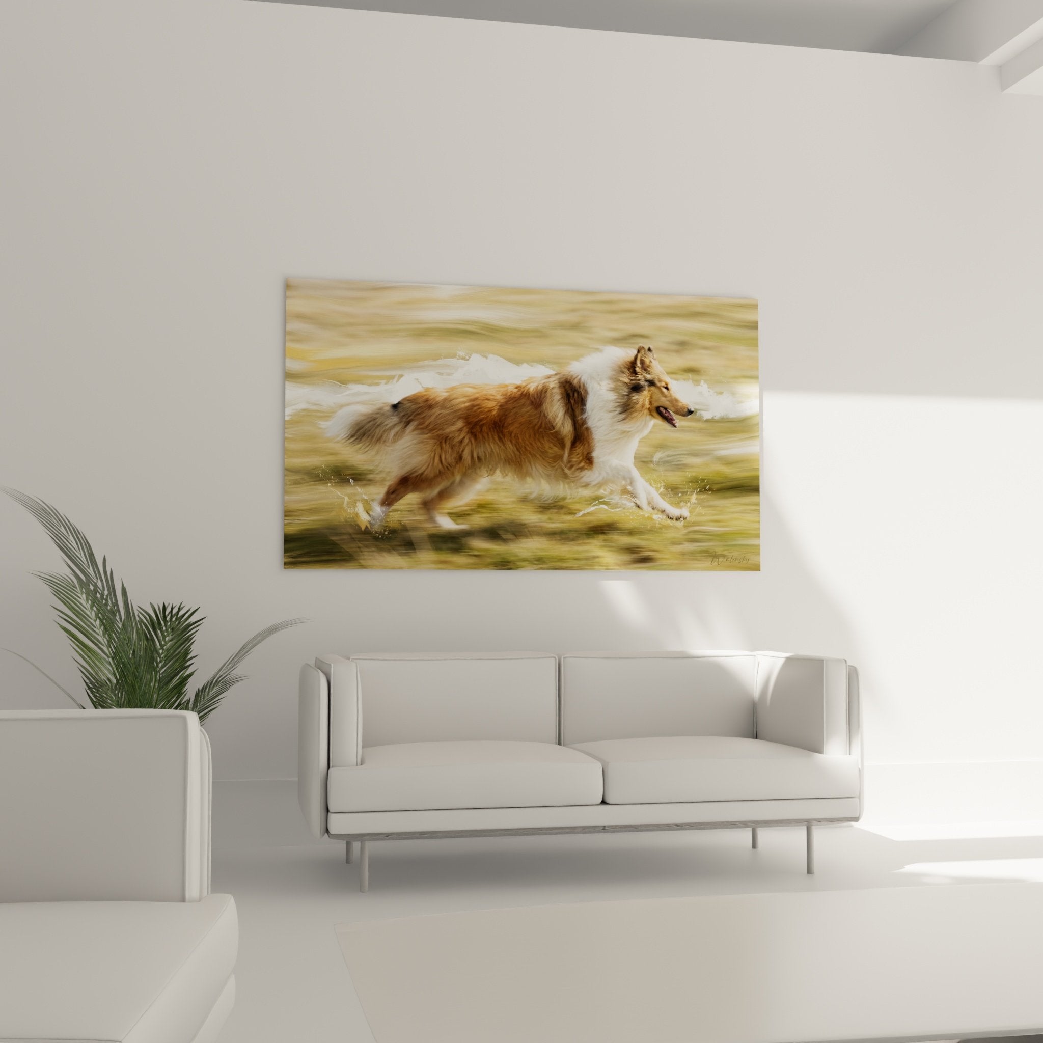 Détail rapproché du pelage tricolore du Collie et des éclaboussures d'eau cristalline en mouvement