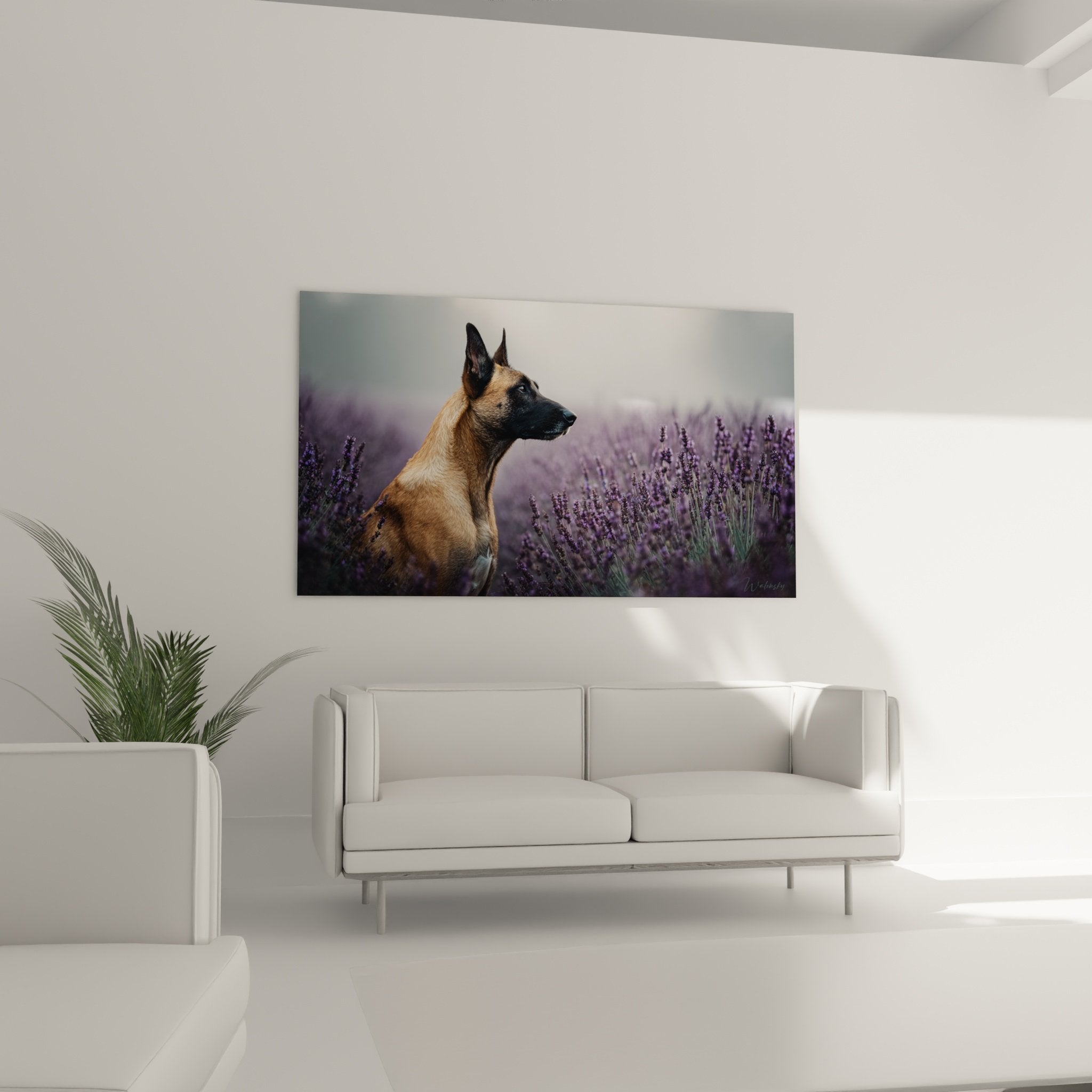 Detail des rotbraunen und schwarzen Fells des Belgischen Schäferhunds Malinois inmitten violetter Lavendelähren