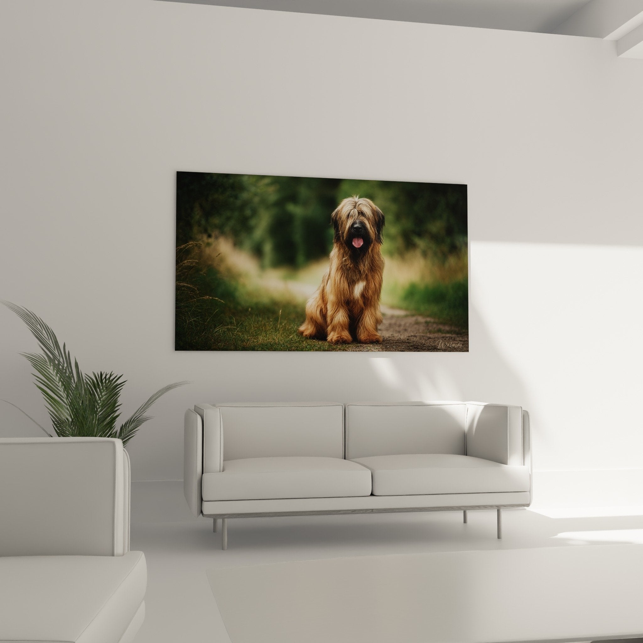 Détail portrait Briard pelage long soyeux fauve expression malicieuse langue rose museau noir