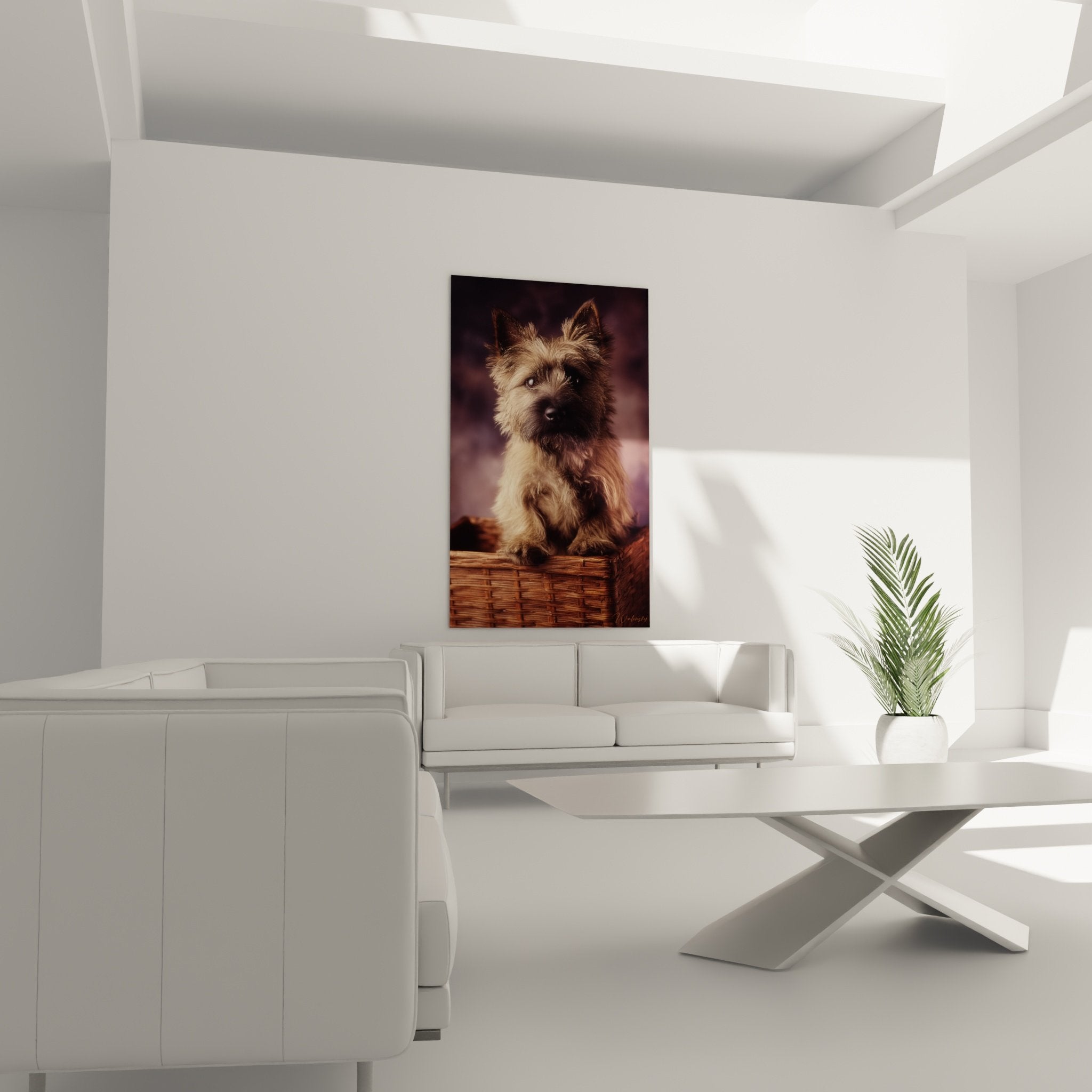 Gros plan sur portrait Cairn Terrier montrant details pelage dore et expression attendriss