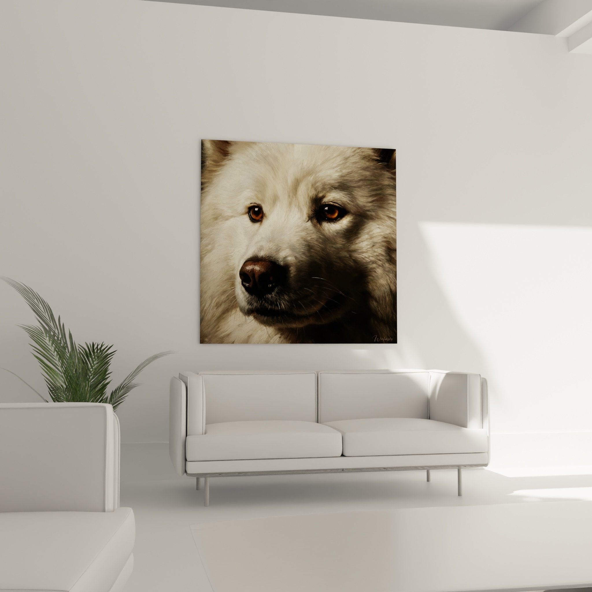 Détail rapproché portrait Samoyède, texture pelage blanc, truffe noire, yeux ambrés expressifs