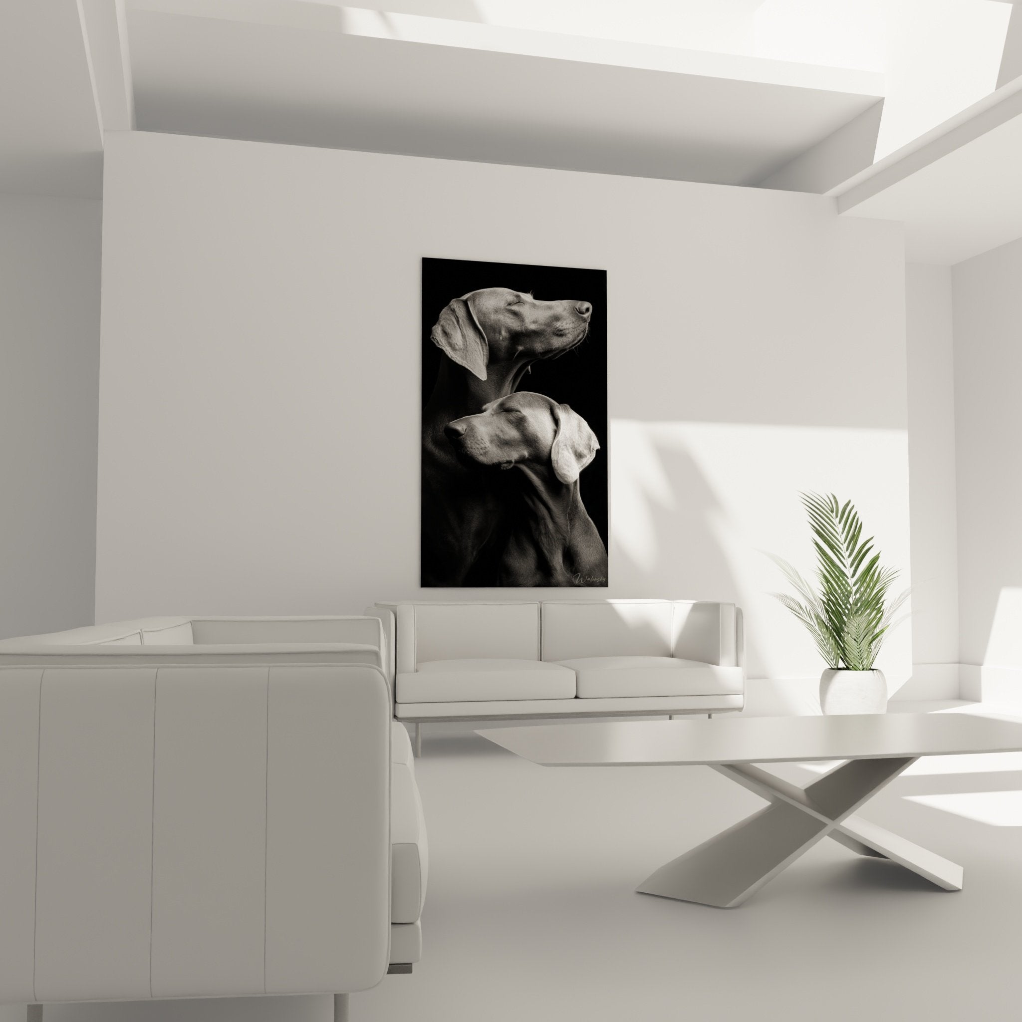 Détail portrait artistique Weimaraner, nuances de gris et texture pelage en photographie noir et blanc