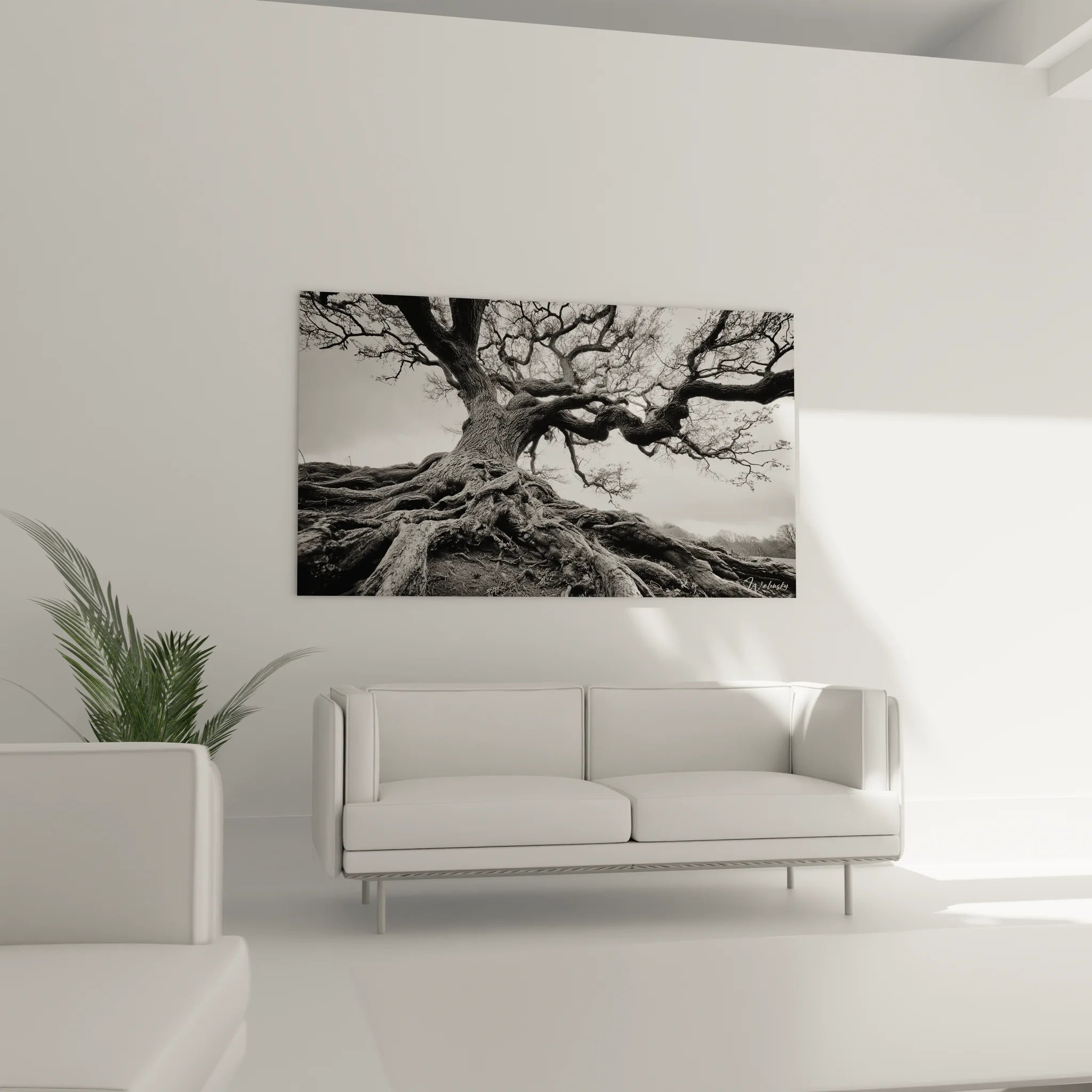 Détail des racines et du tronc noueux de l'arbre centenaire en noir et blanc