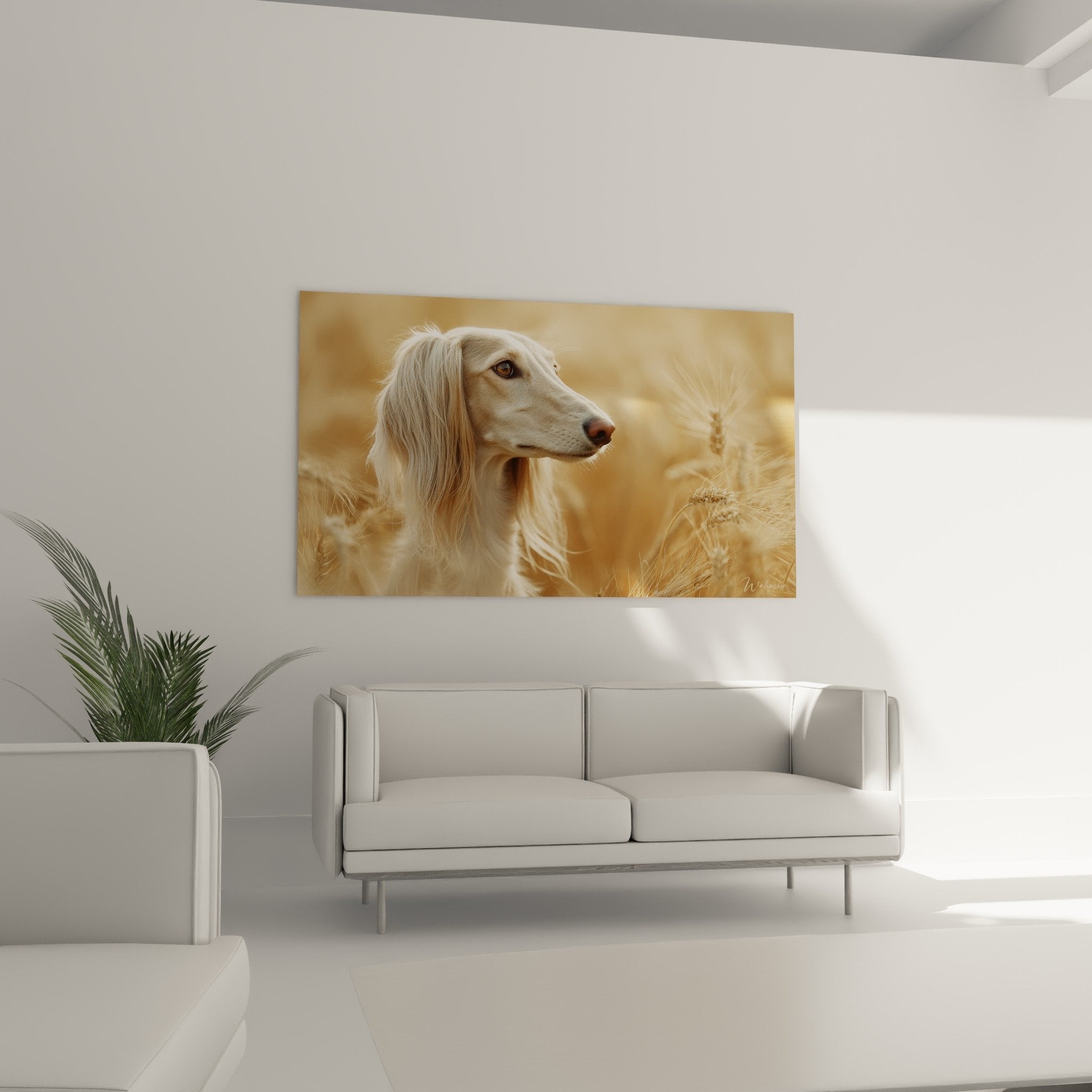 Détail du regard ambré intense du lévrier Saluki blanc, expression noble et contemplative