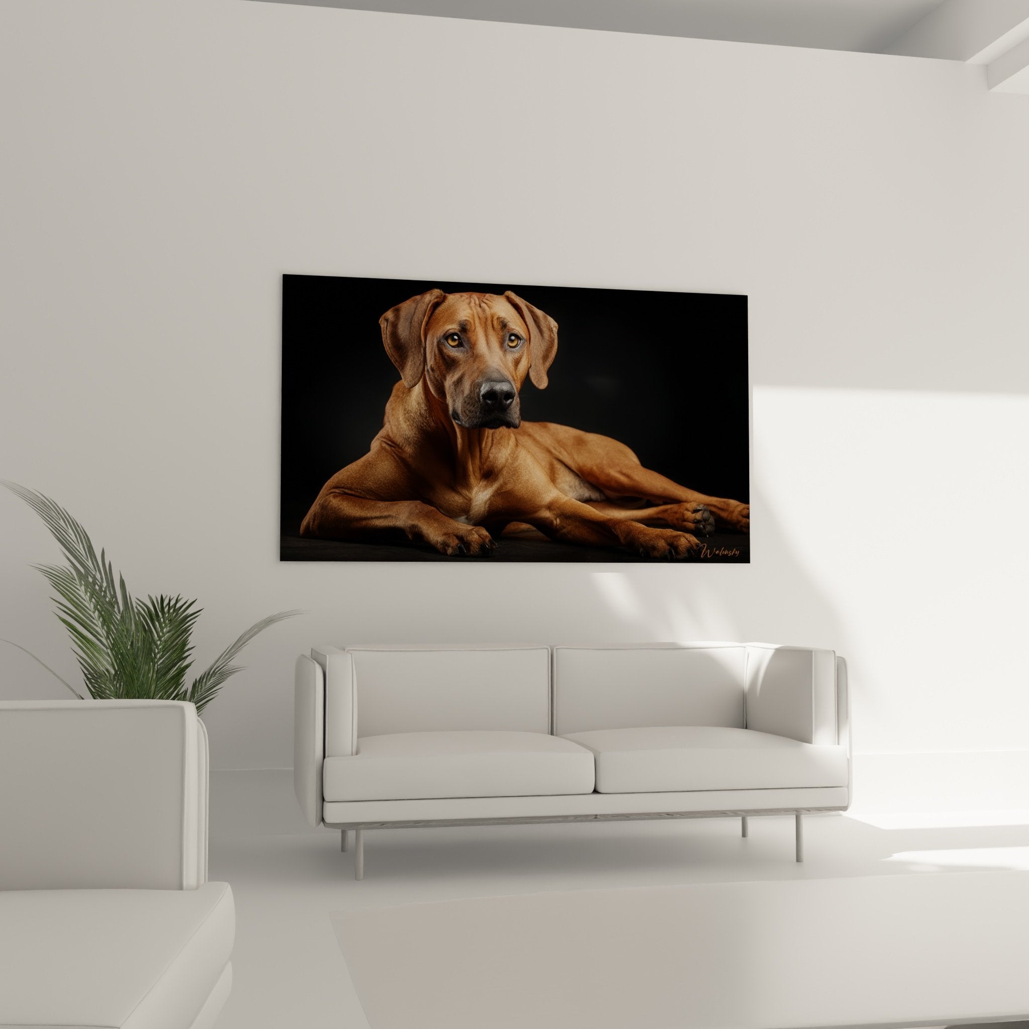 Close-up detail of the intense gaze with golden eyes of the Rhodesian Ridgeback against a black background