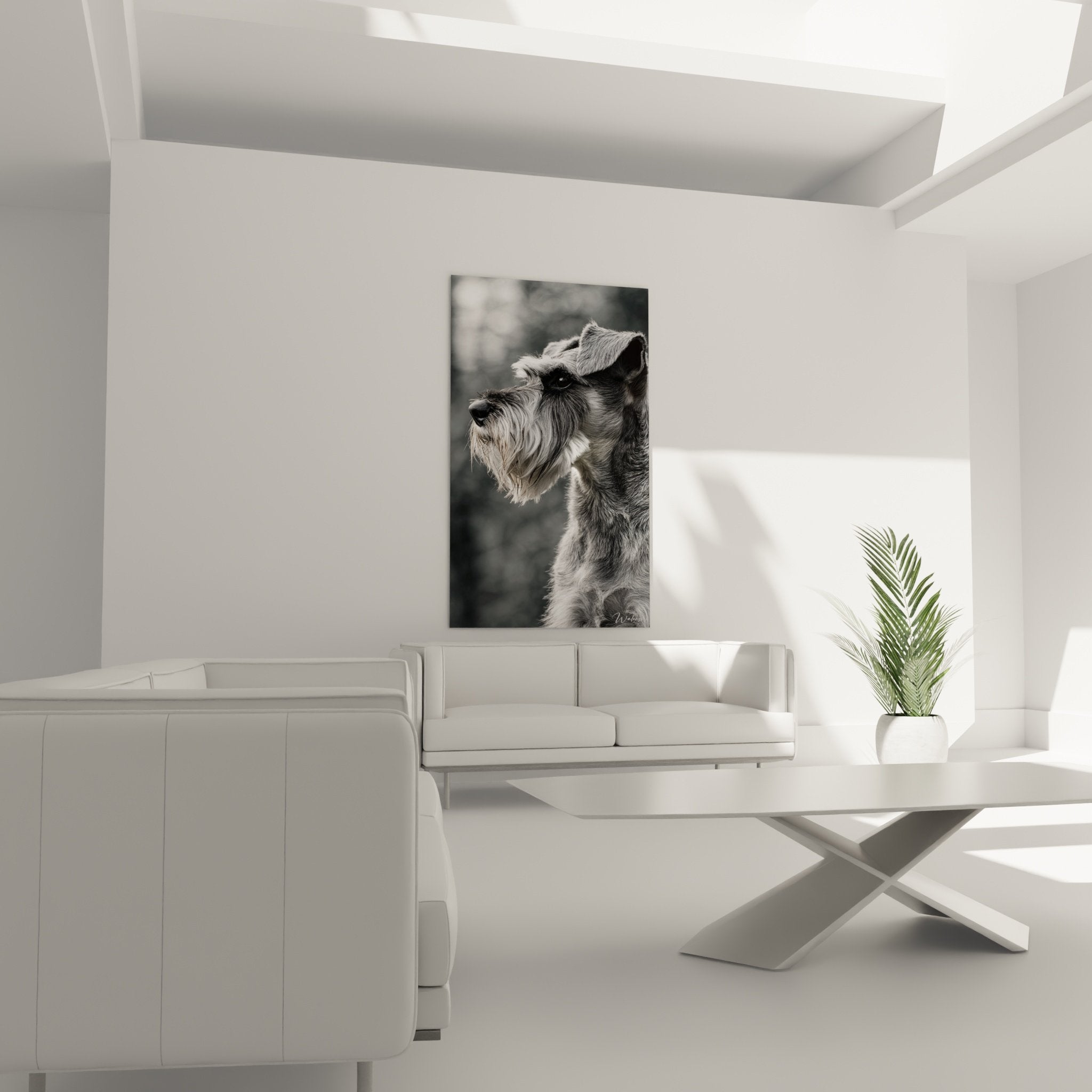 Detail portrait schnauzer texture pelage gris nuances monochrome photographie artistique chien