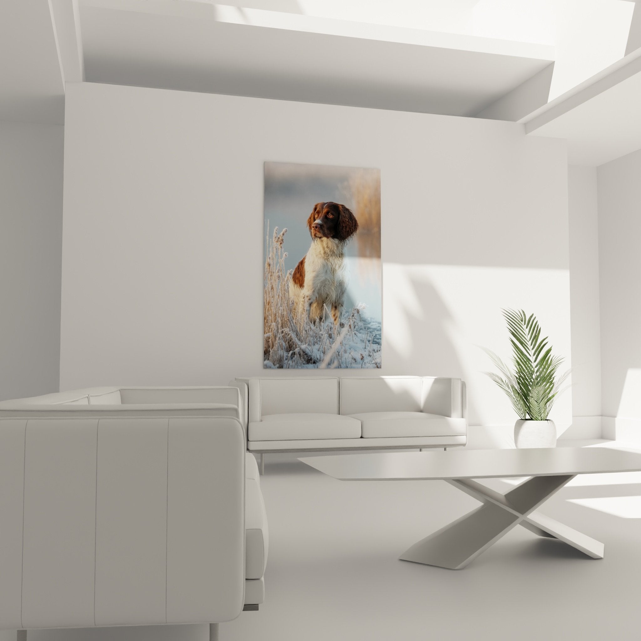 Détail portrait Springer Anglais yeux ambrés pelage roux blanc texture réaliste