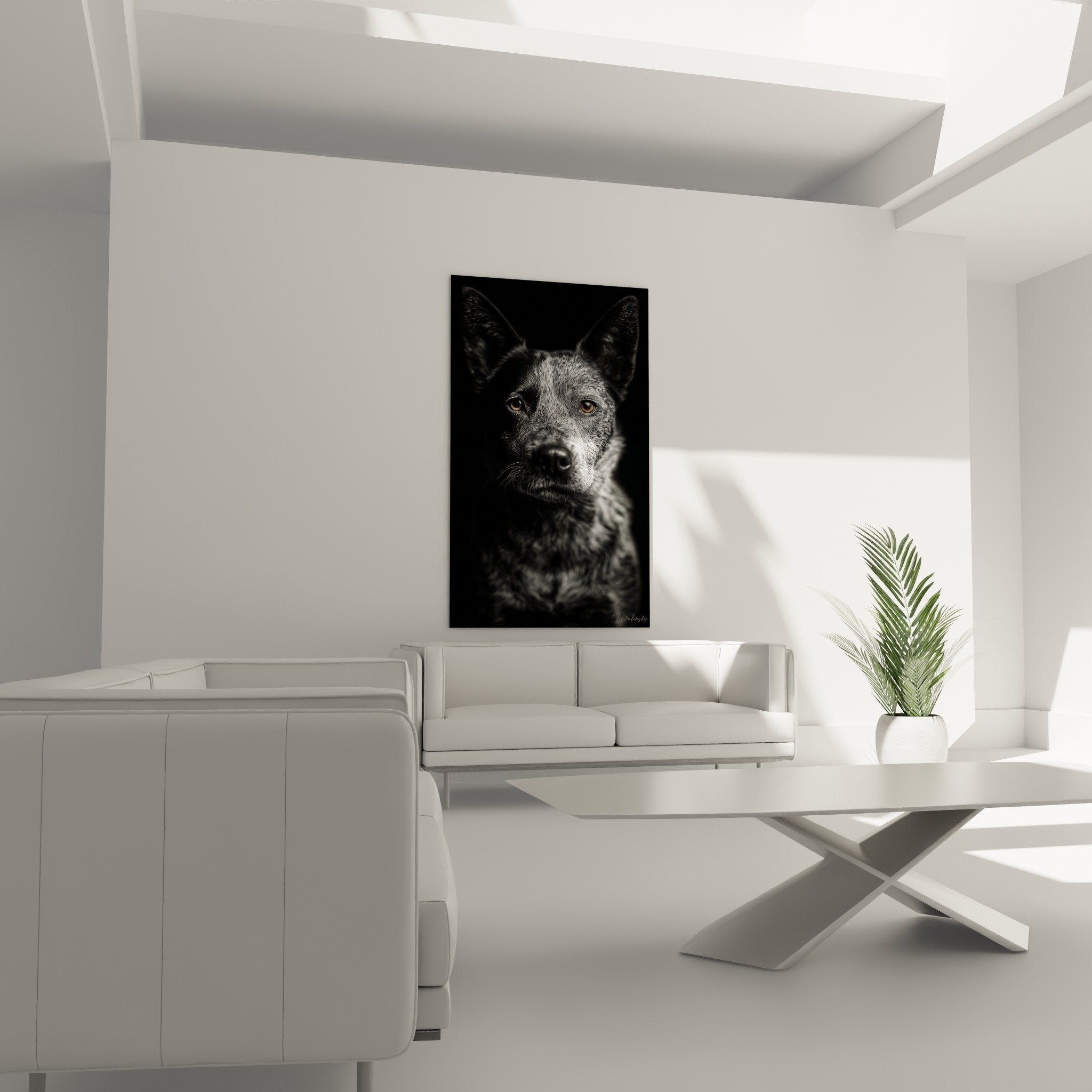 Détail yeux dorés Australian Cattle Dog sur tableau noir et blanc, expression canine captivante et profonde