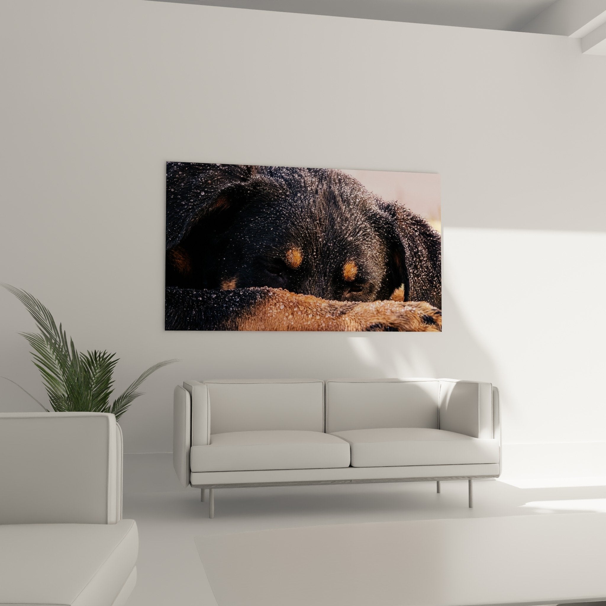 Dettaglio occhi ambrati Beauceron, goccioline di pioggia sul mantello, espressione malinconica toccante, realismo artistico