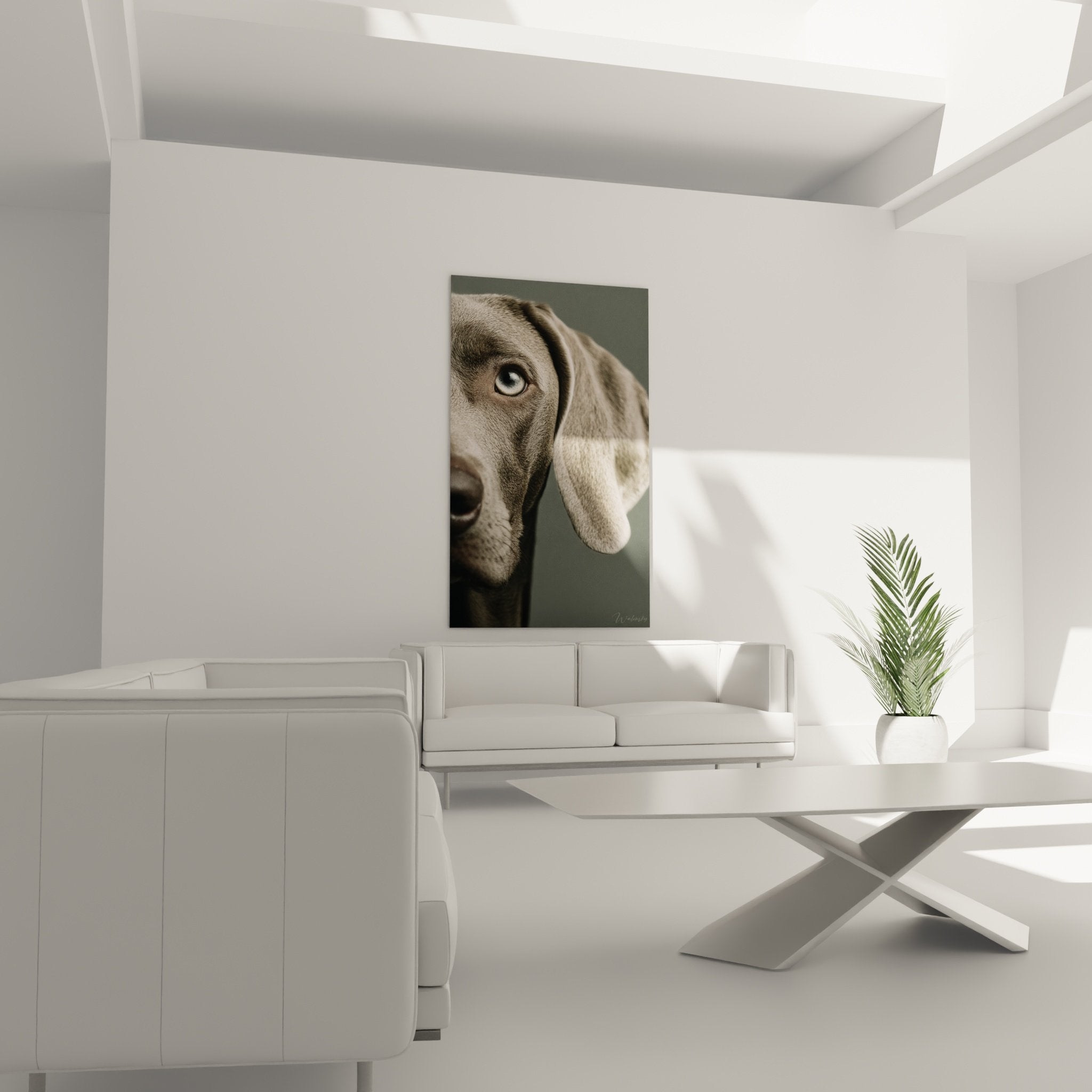 Détail des yeux bleu acier et texture du pelage gris argenté du chien Weimaraner