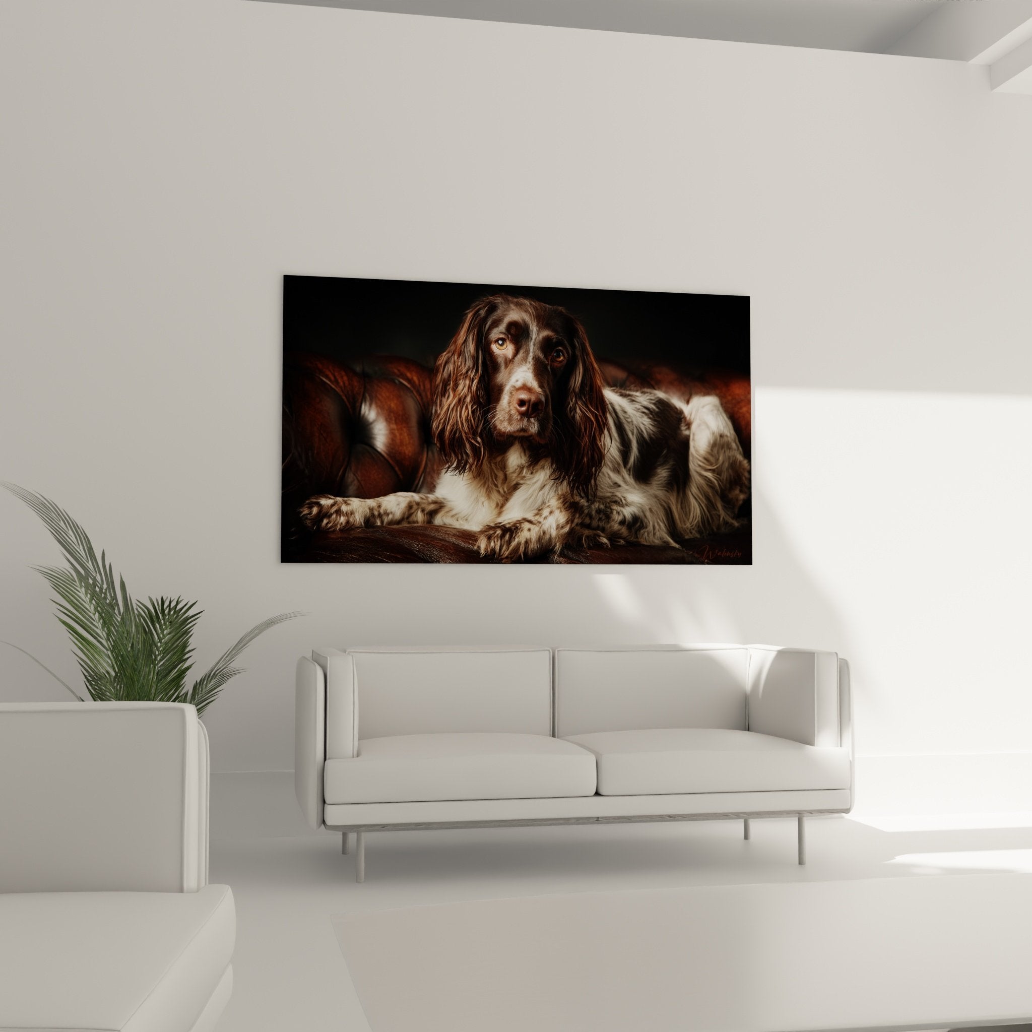 Détail yeux dorés Springer Anglais, pelage boucles oreilles, expression tendre regard intense, tons bruns cuivrés