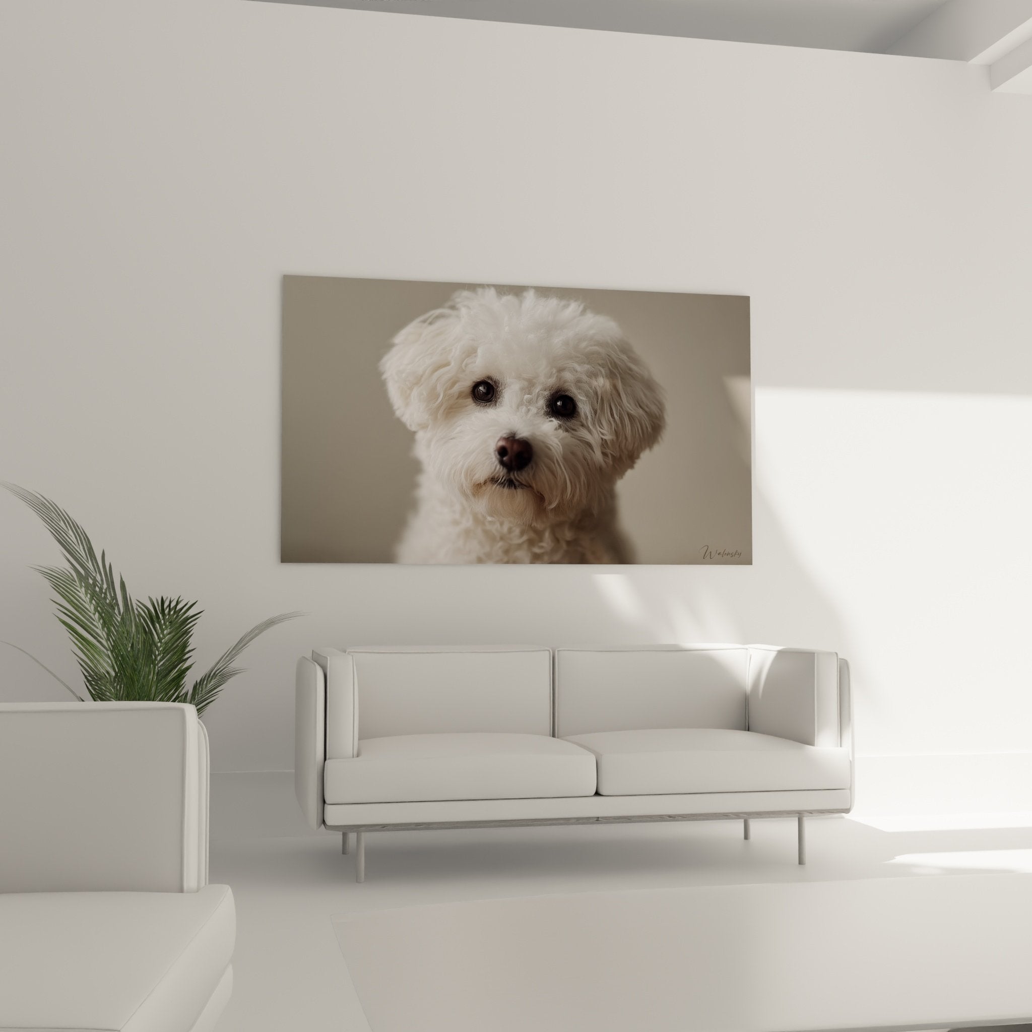 Detail rapproche yeux sombres expressifs et pelage boucle blanc nacre Bichon Frise portrait