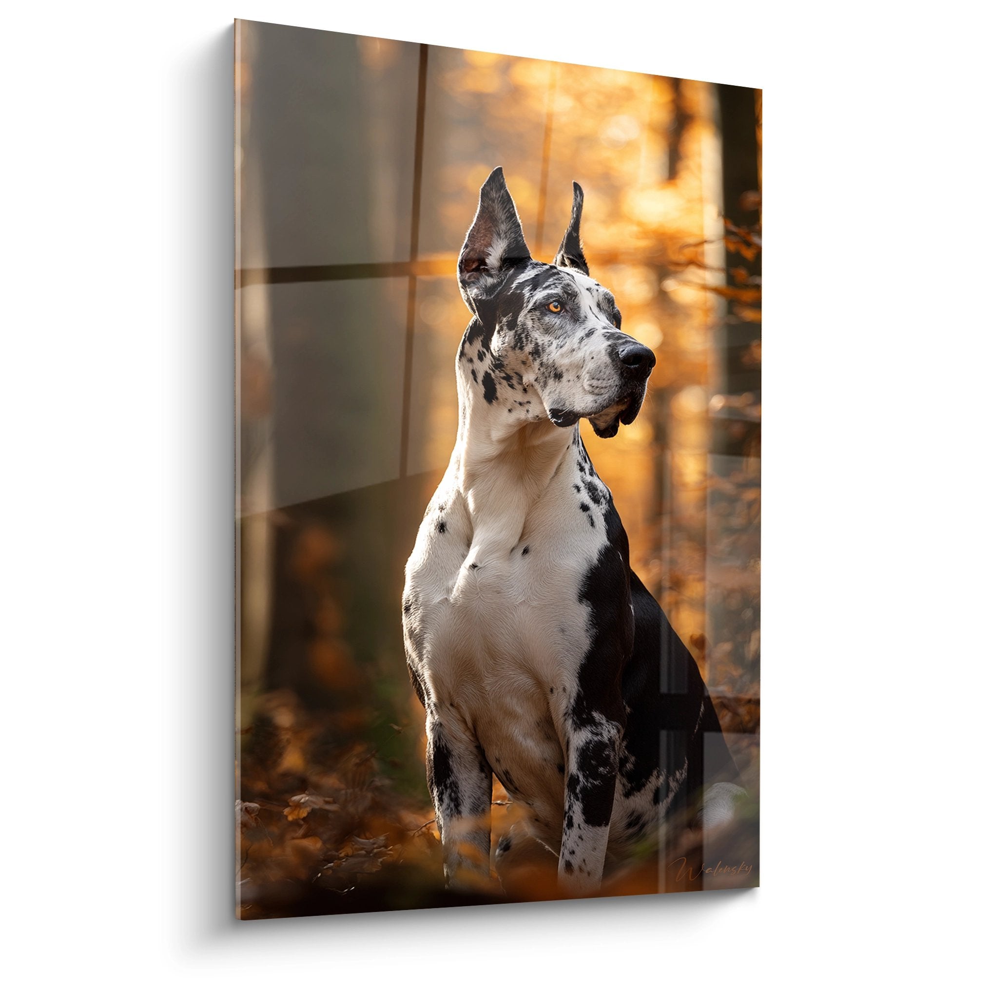 Portrait de Dogue Allemand arlequin assis dans la lumière doree du coucher de soleil