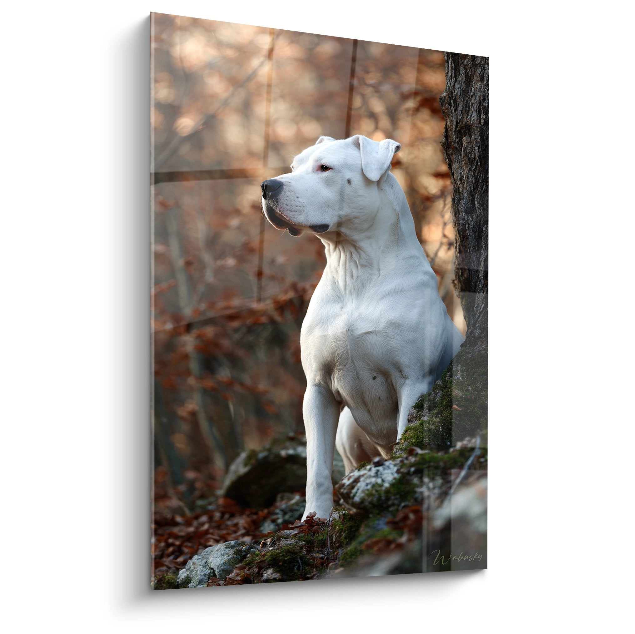 Dogue Argentin blanc majestueux pose sur rochers mousses foret automne tons dores chauds