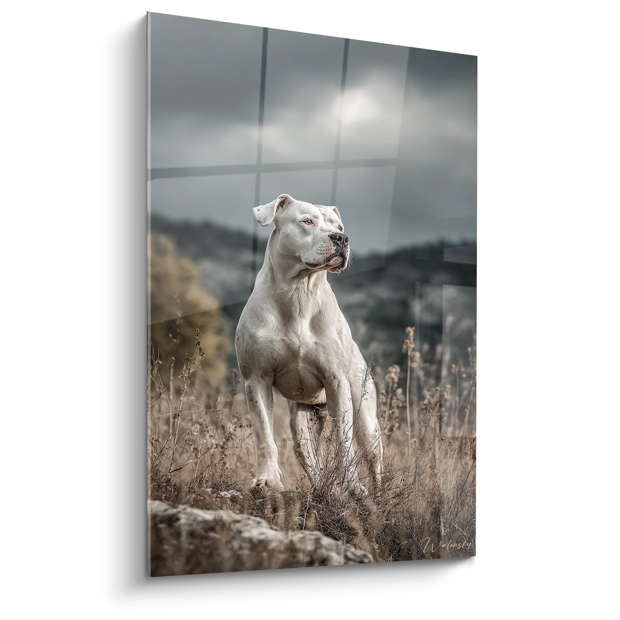 Dogue Argentin blanc en position majestueuse dans paysage naturel avec herbes dorées et ciel nuageux